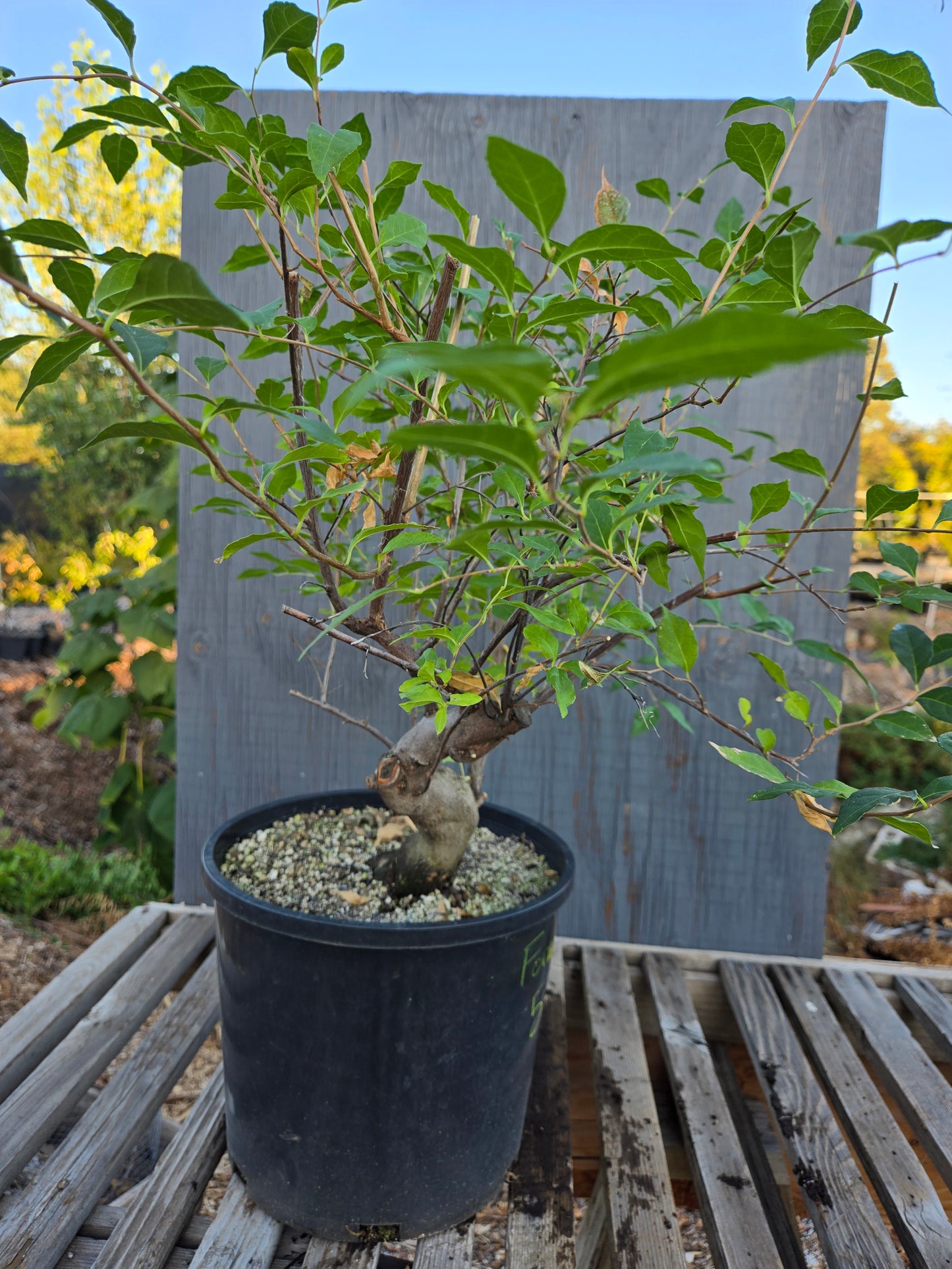 Field grown Formosan Styrax, Form 5