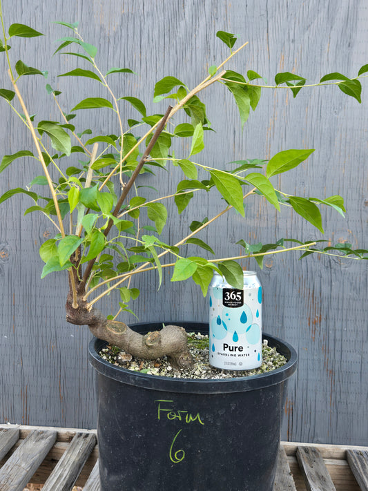 Field grown Formosan Styrax, Form 6