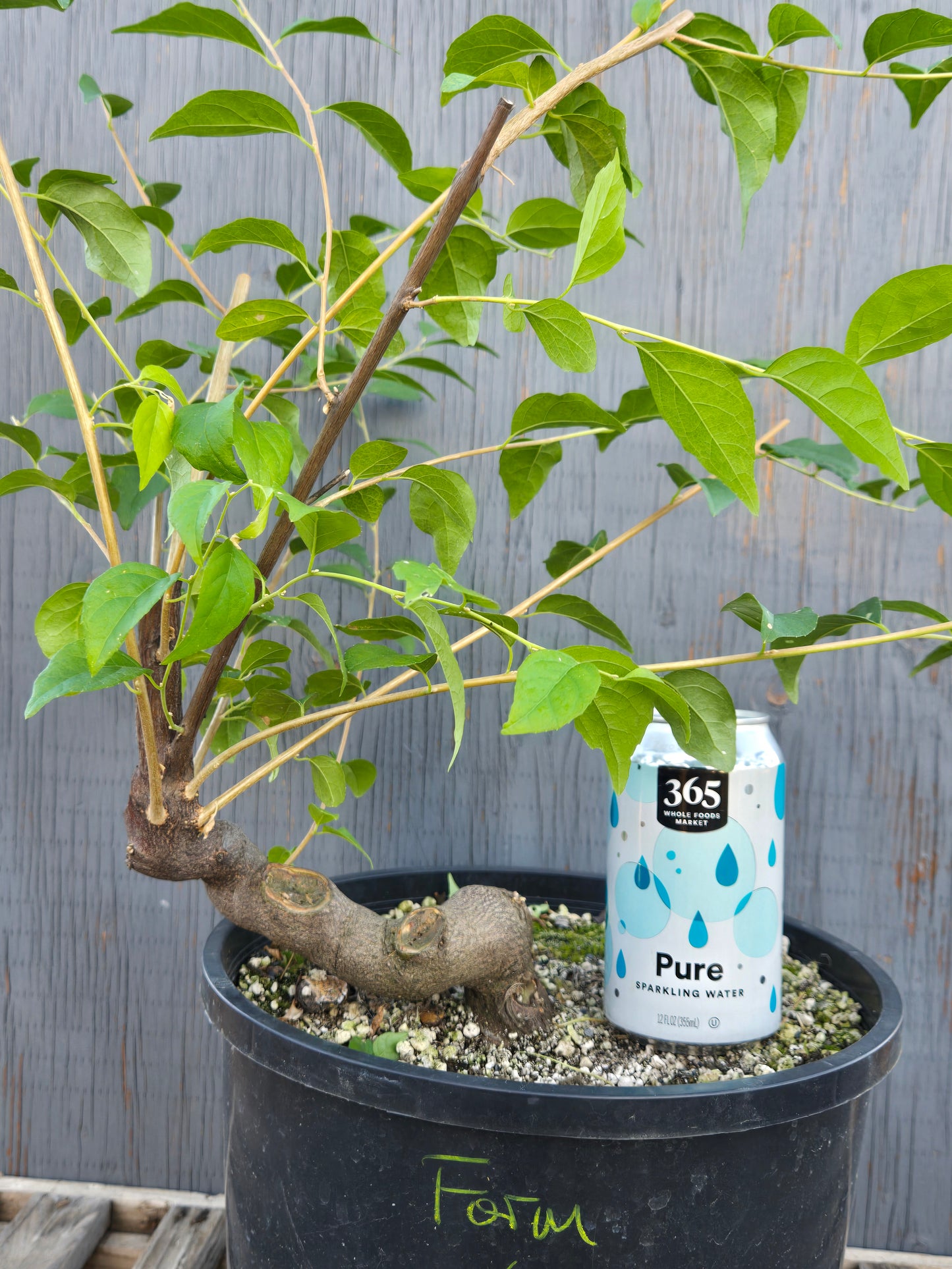 Field grown Formosan Styrax, Form 6