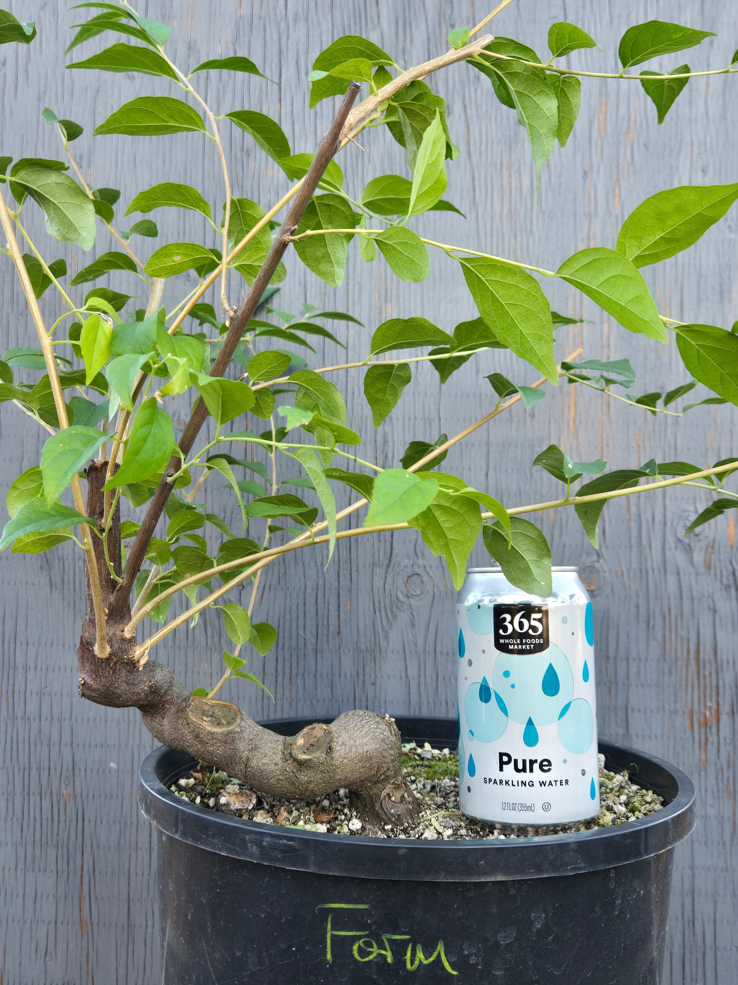Field grown Formosan Styrax, Form 6