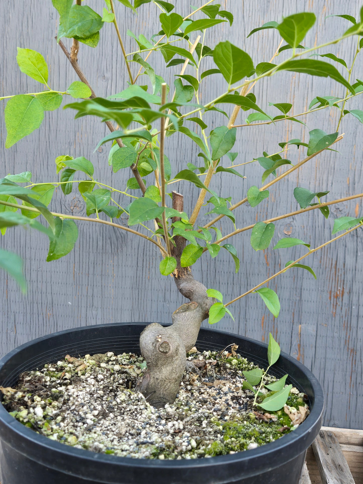 Field grown Formosan Styrax, Form 6