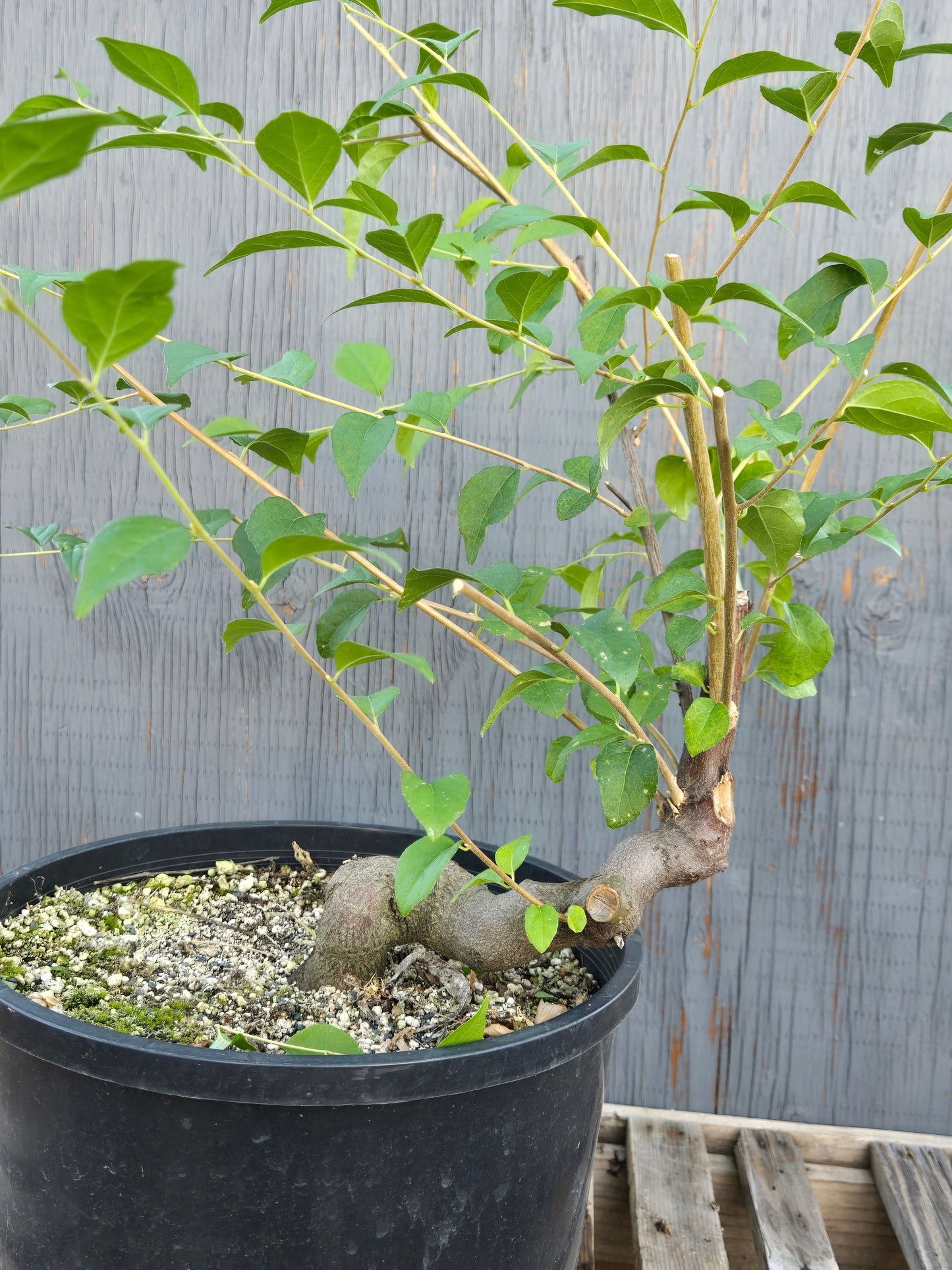 Field grown Formosan Styrax, Form 6