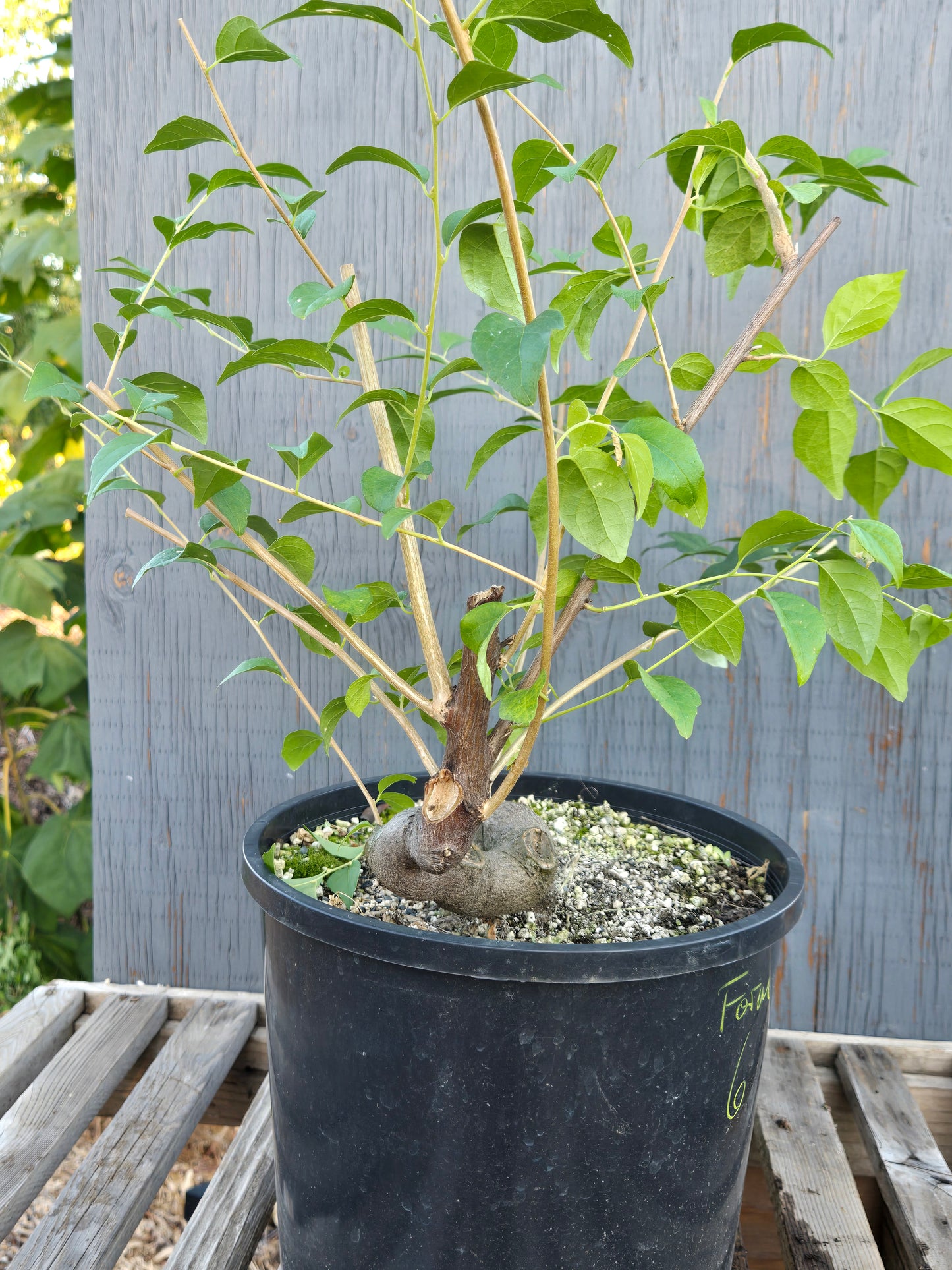 Field grown Formosan Styrax, Form 6