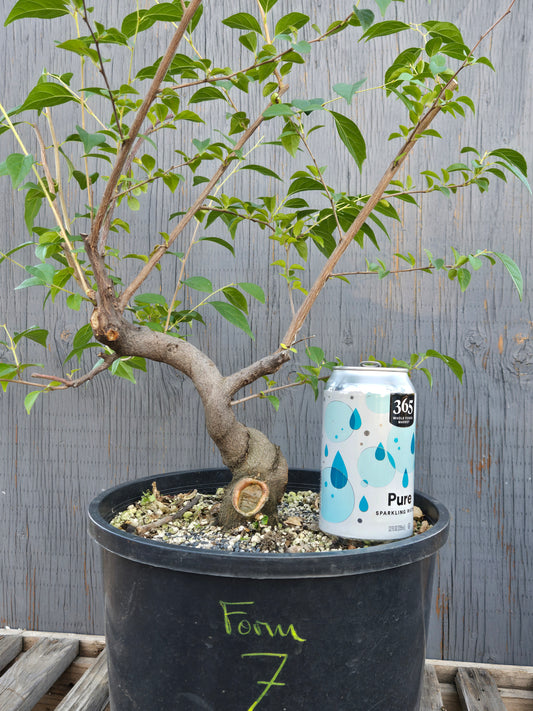 Field grown Formosan Styrax, Form 7