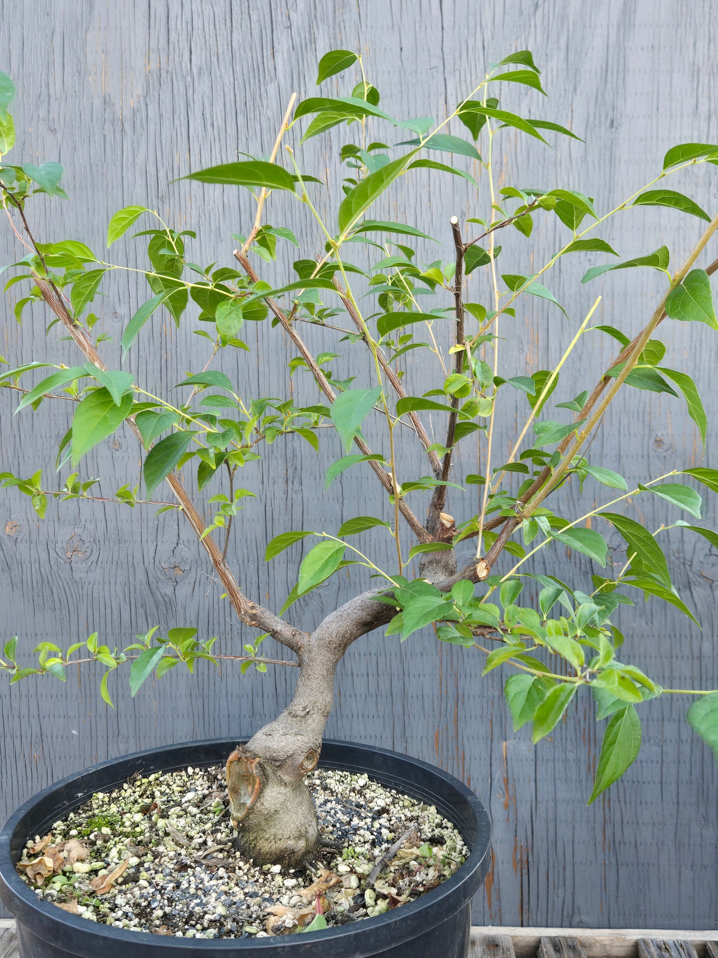 Field grown Formosan Styrax, Form 7