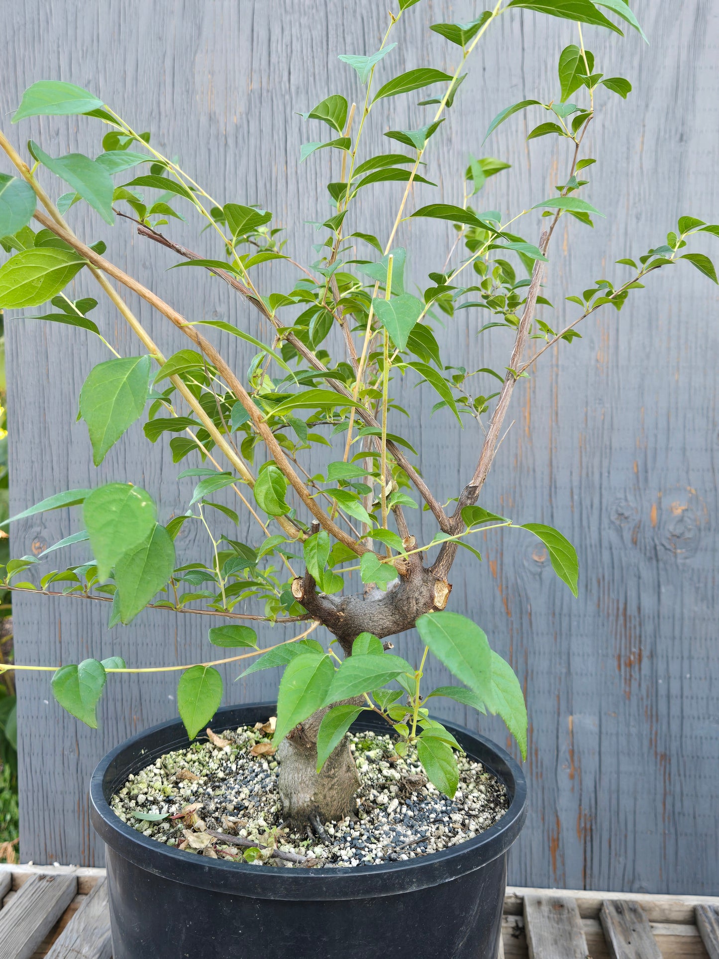 Field grown Formosan Styrax, Form 7