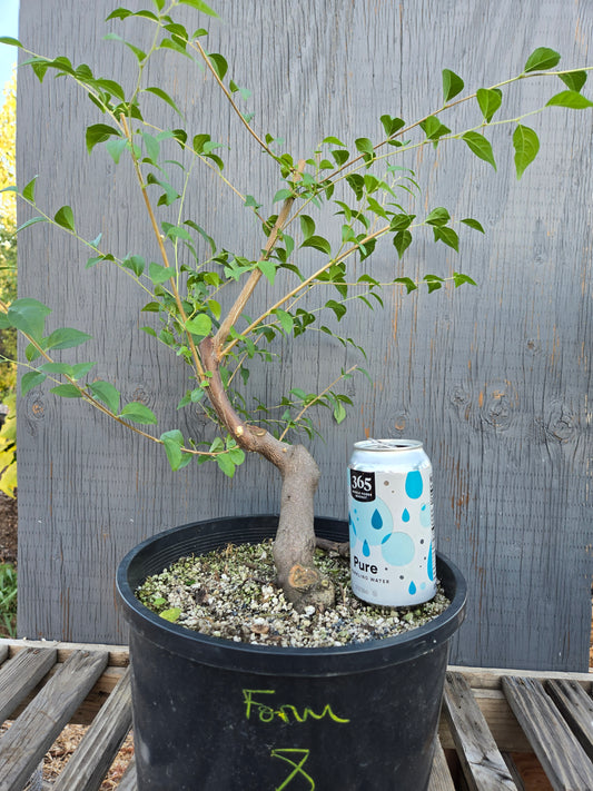 Field grown Formosan Styrax, Form 8