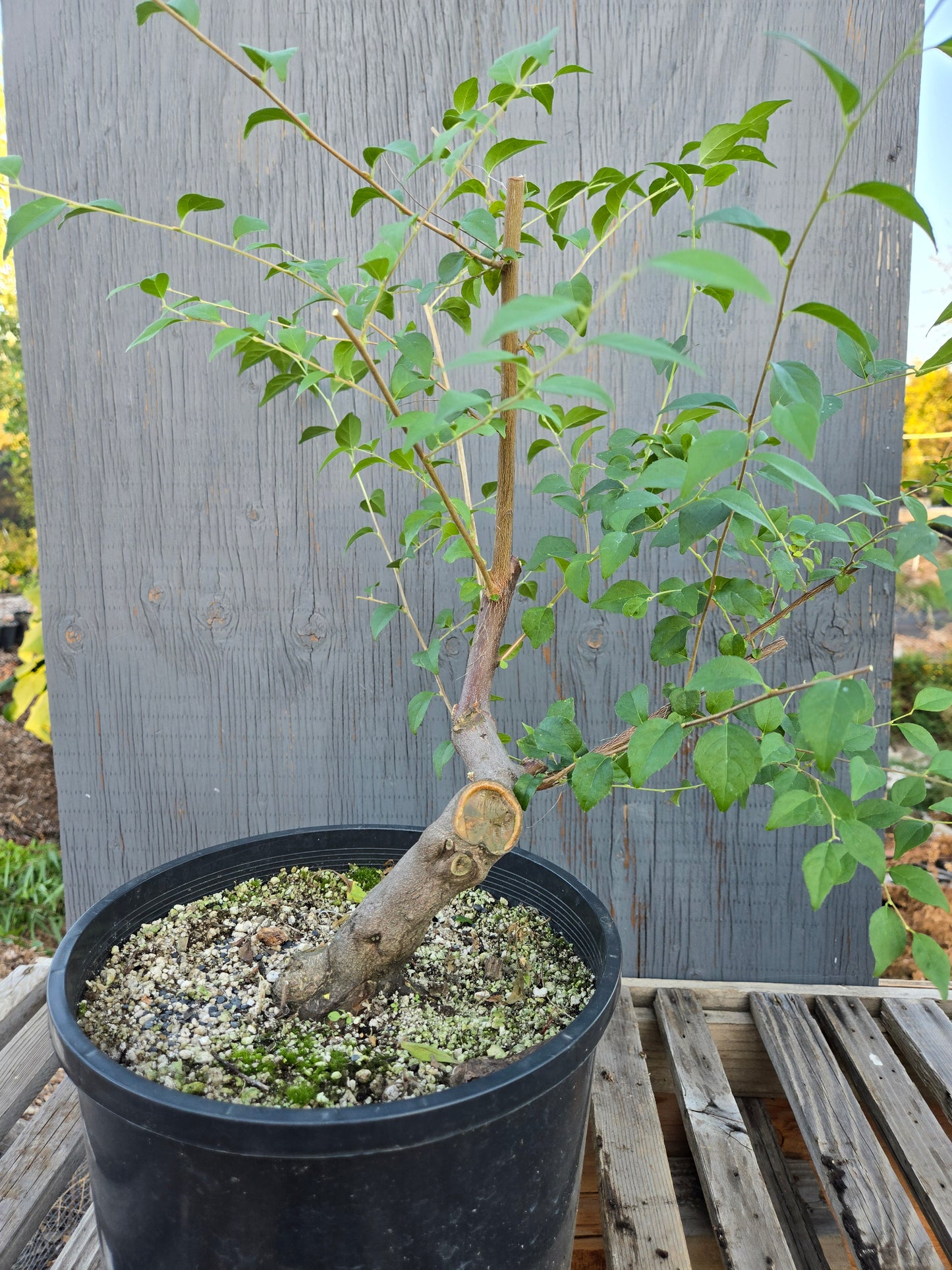 Field grown Formosan Styrax, Form 8