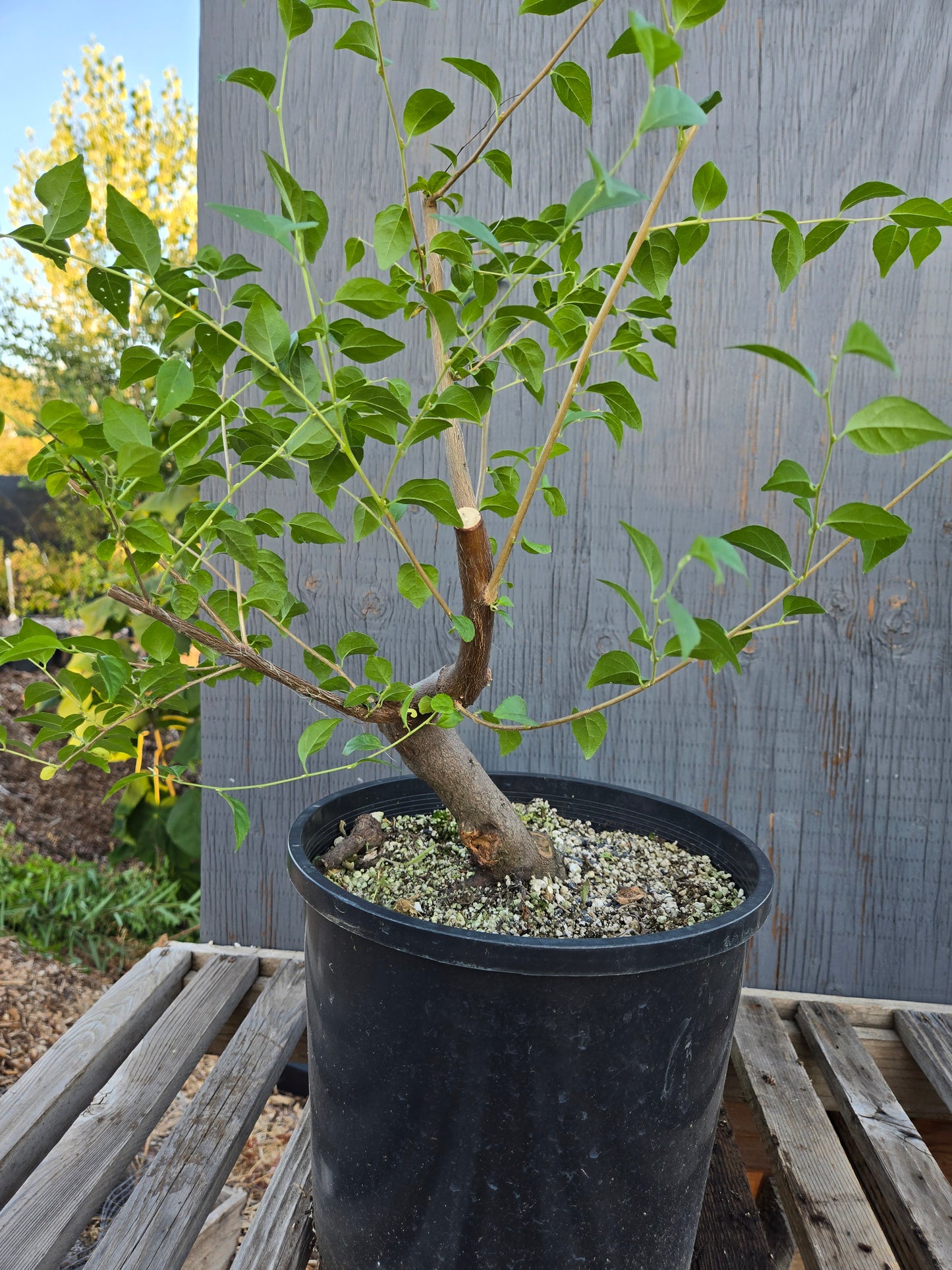 Field grown Formosan Styrax, Form 8