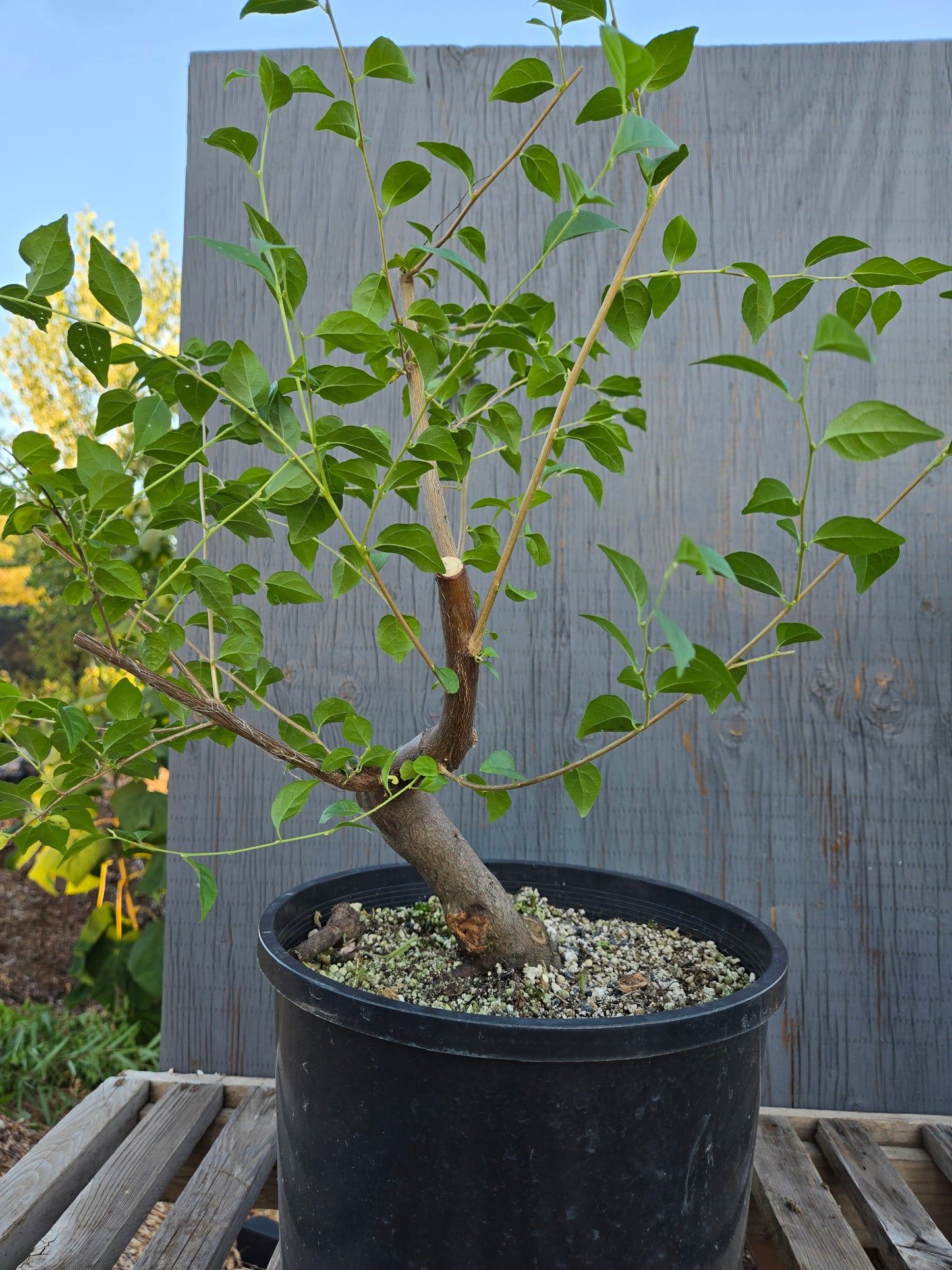 Field grown Formosan Styrax, Form 8