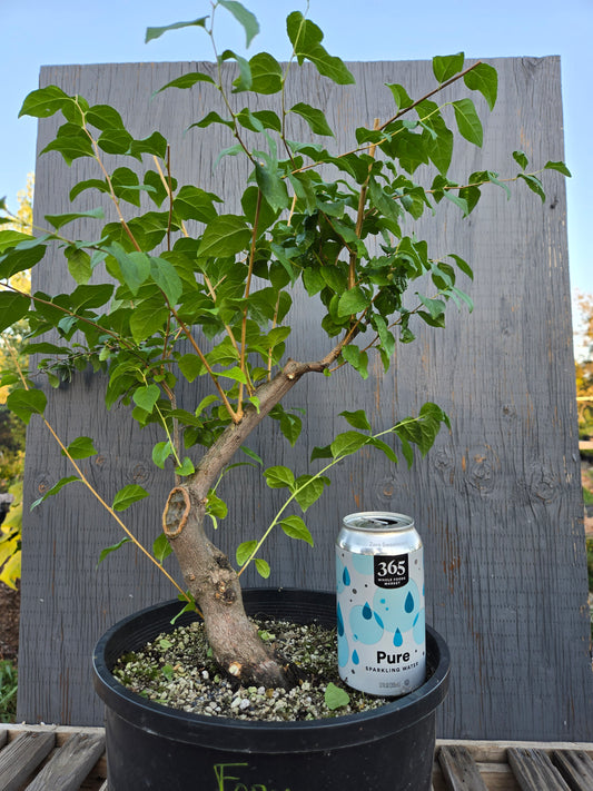 Field grown Formosan Styrax, Form 9