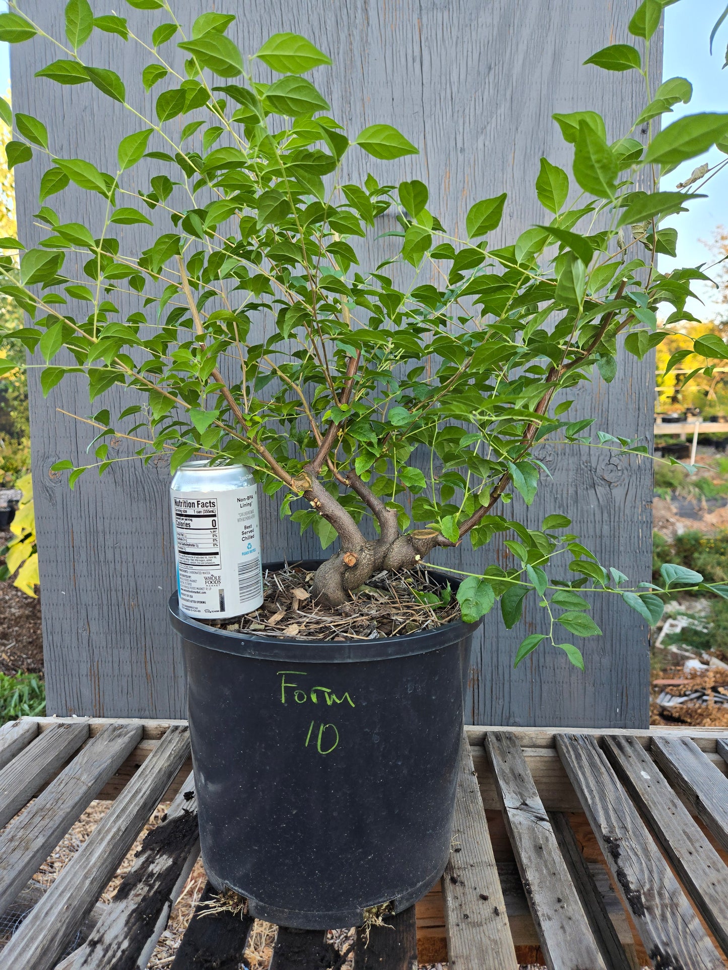 Field grown Formosan Styrax, Form 10