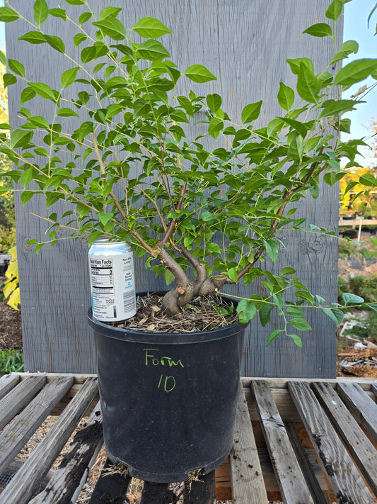 Field grown Formosan Styrax, Form 10