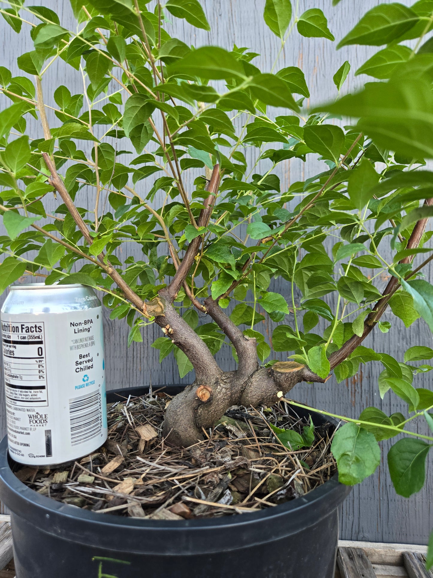 Field grown Formosan Styrax, Form 10