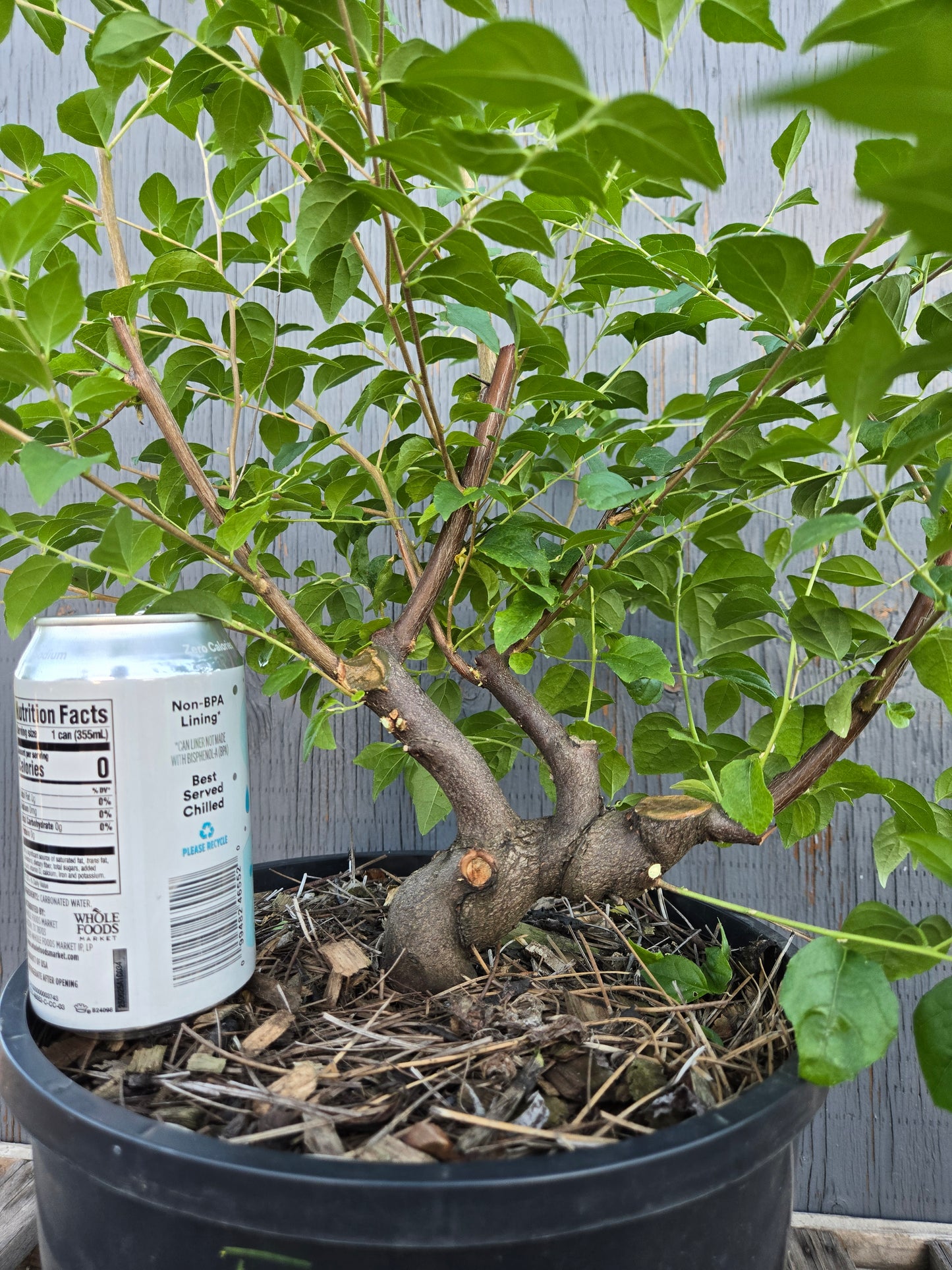 Field grown Formosan Styrax, Form 10