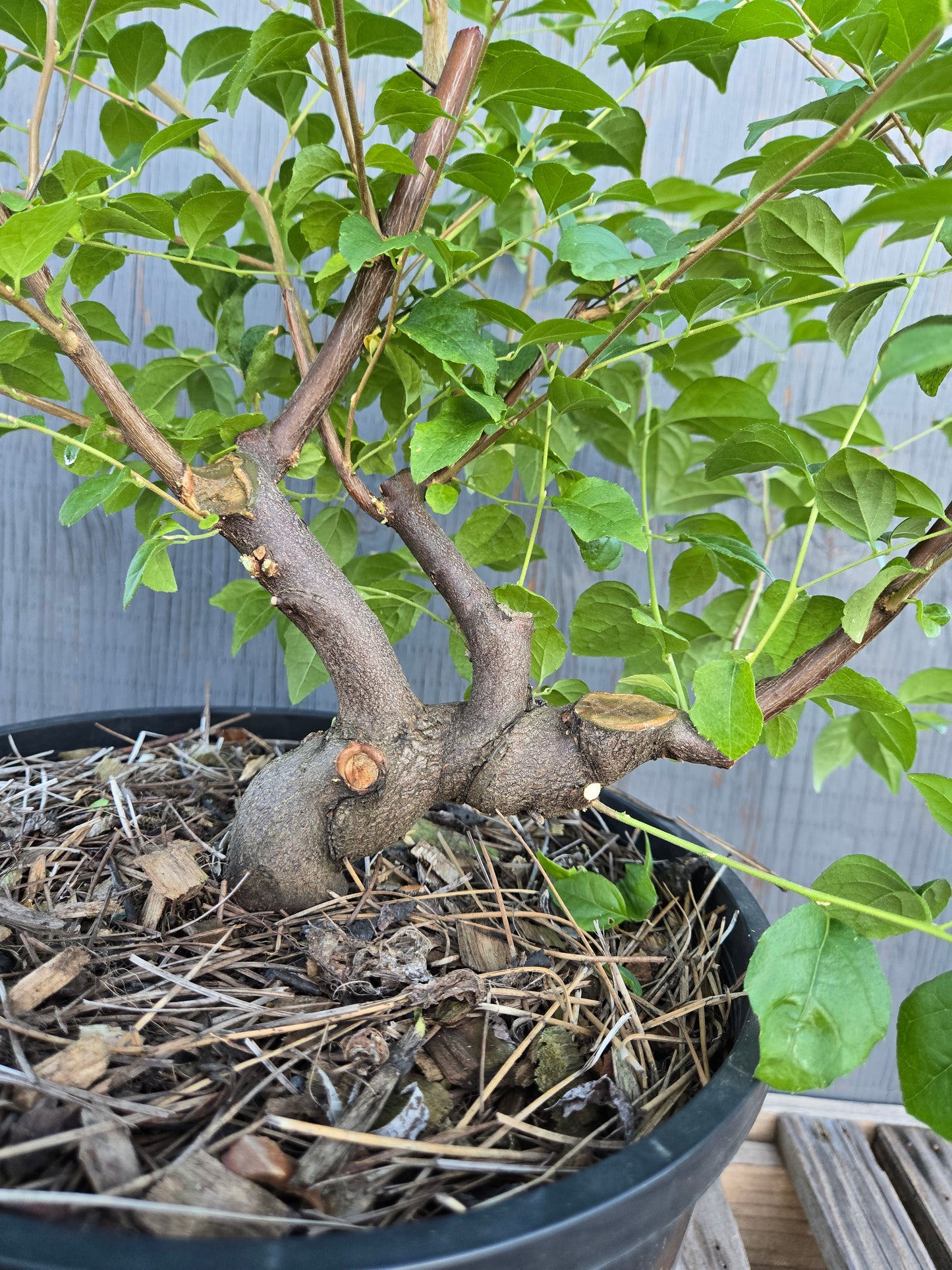 Field grown Formosan Styrax, Form 10