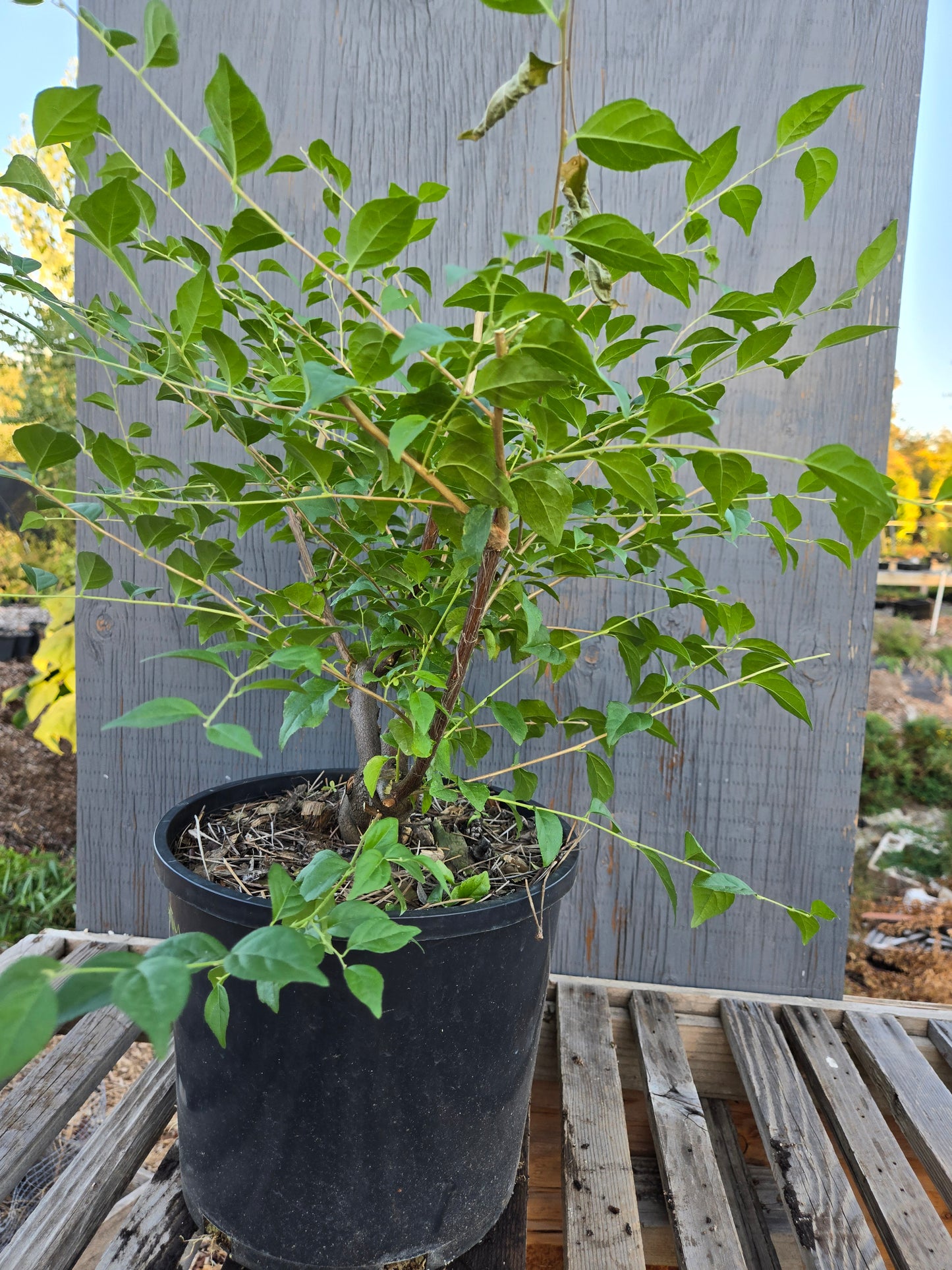 Field grown Formosan Styrax, Form 10