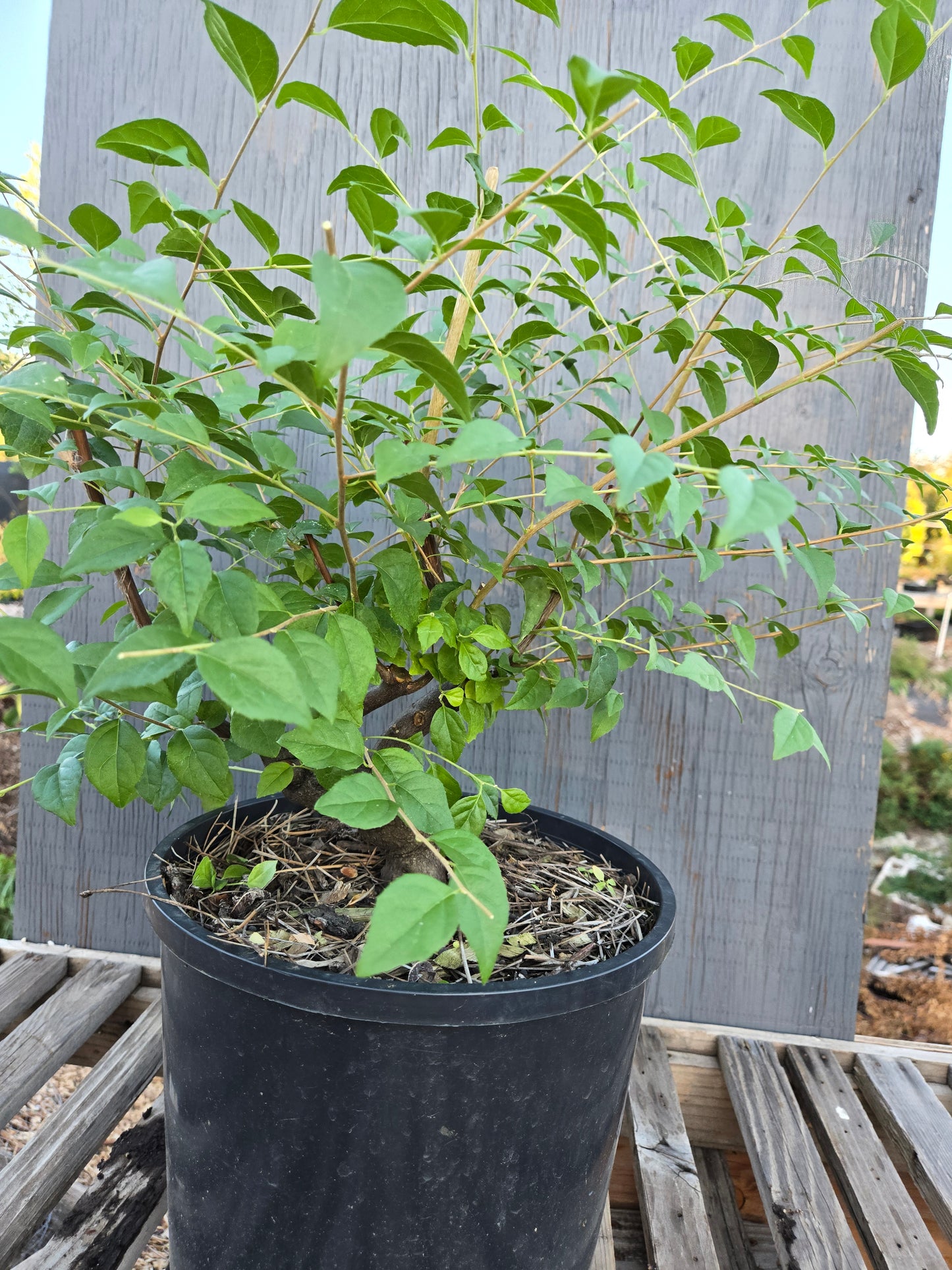 Field grown Formosan Styrax, Form 10