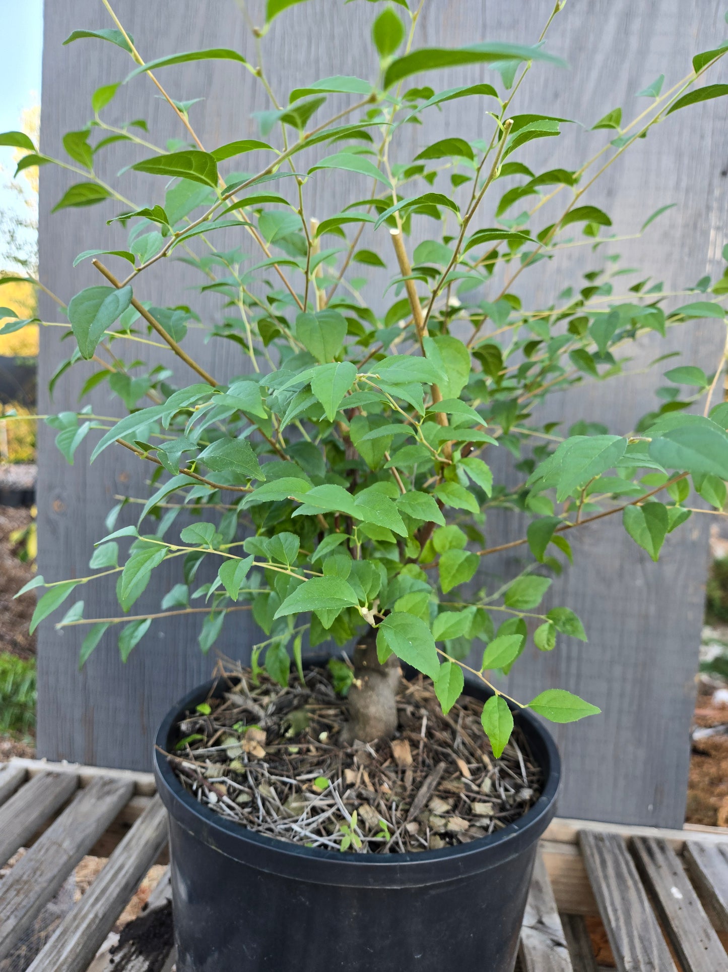 Field grown Formosan Styrax, Form 10