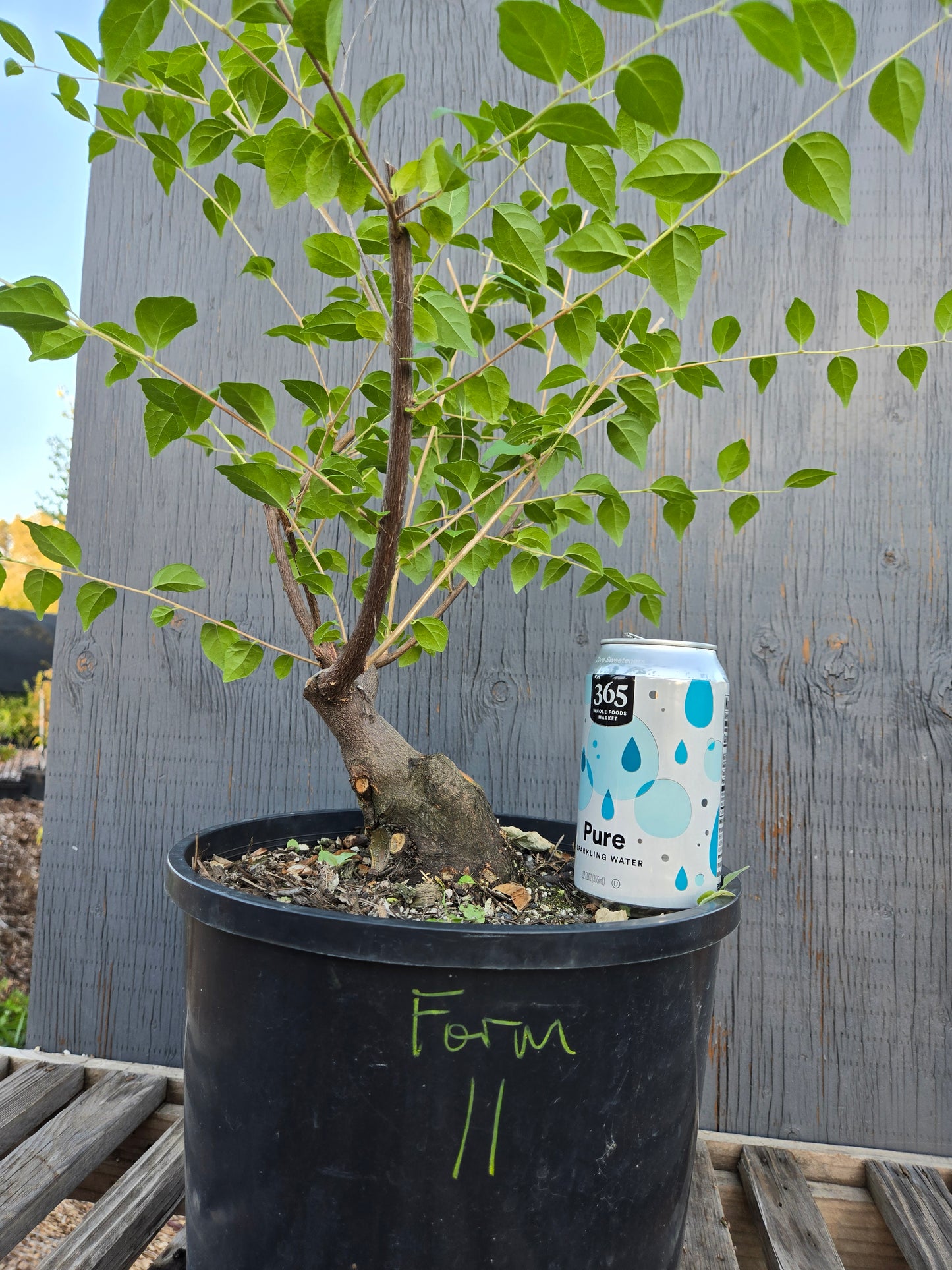 Field grown Formosan Styrax, Form 11
