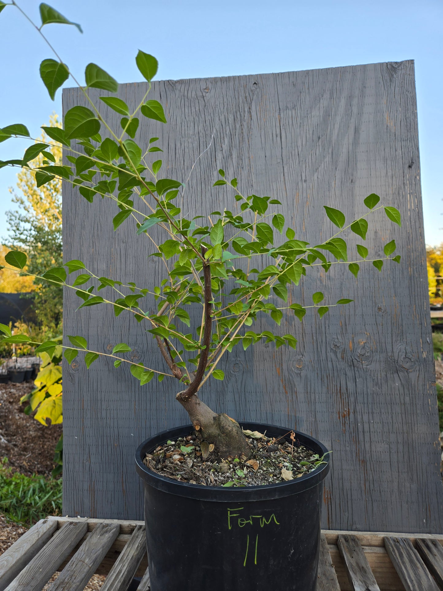 Field grown Formosan Styrax, Form 11