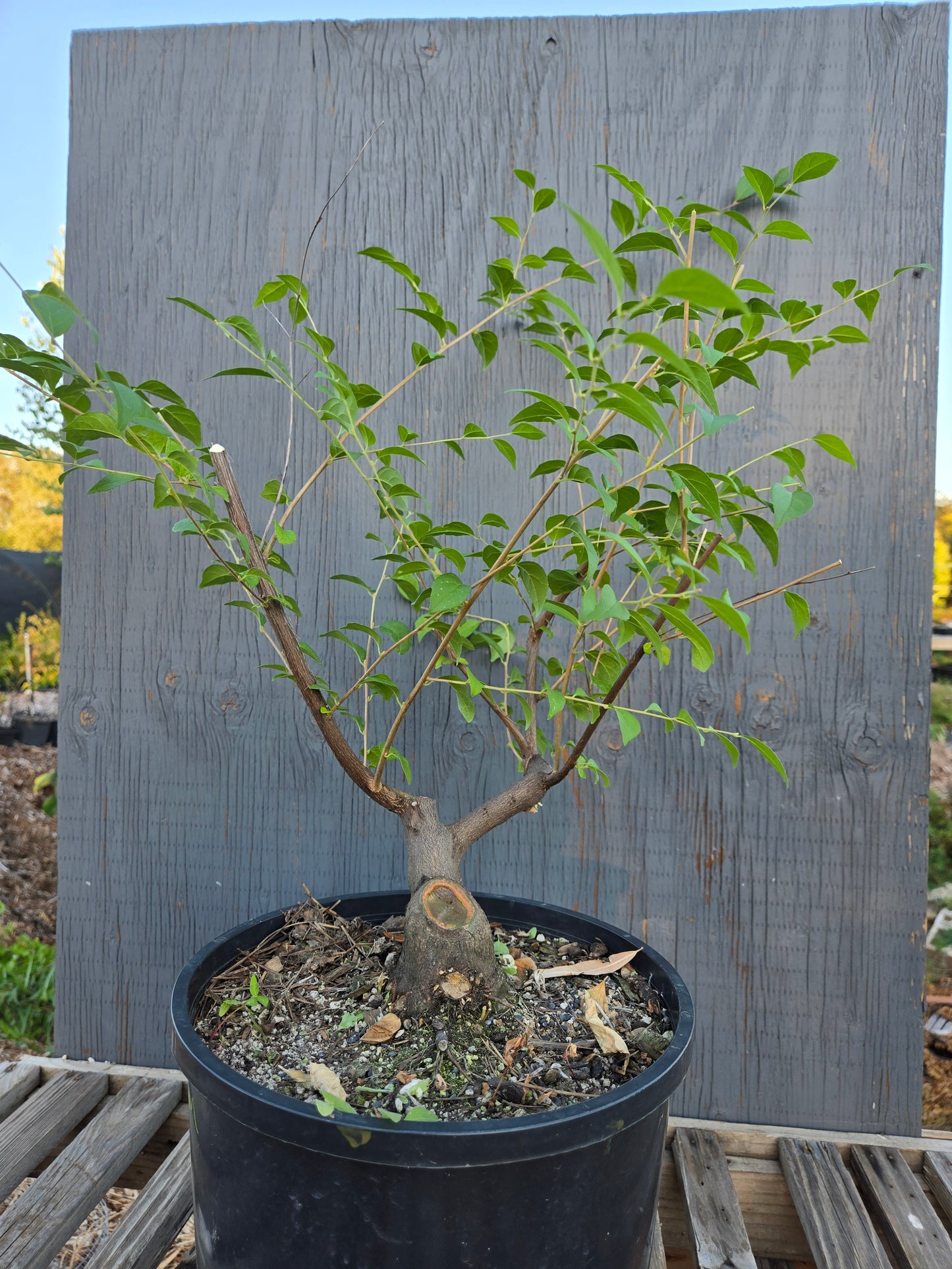 Field grown Formosan Styrax, Form 11
