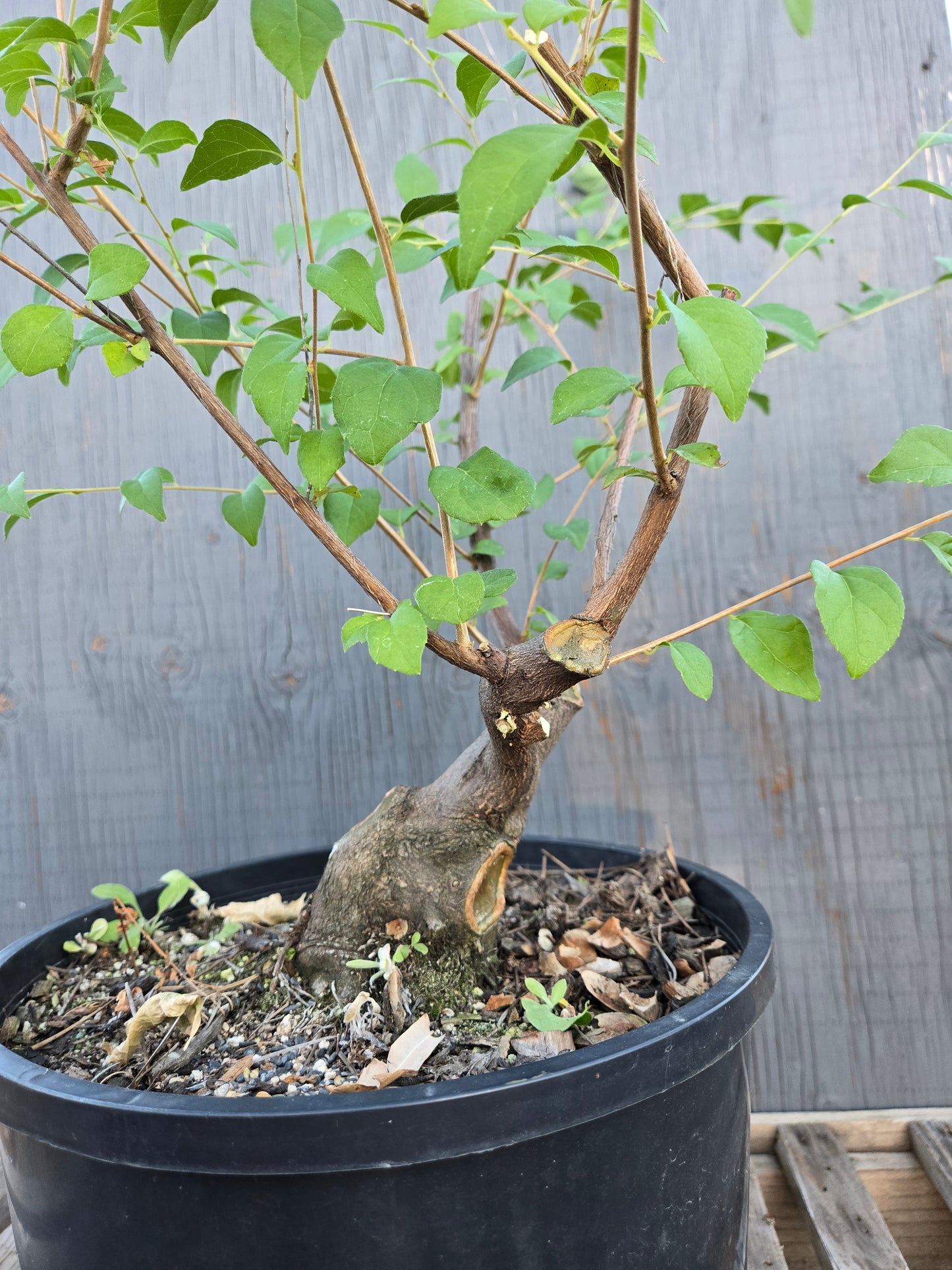 Field grown Formosan Styrax, Form 11