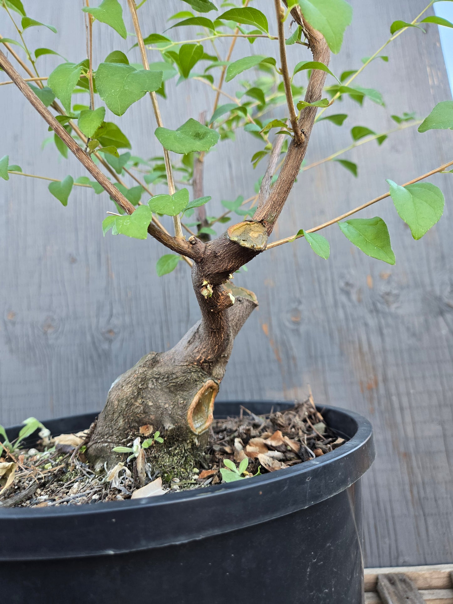 Field grown Formosan Styrax, Form 11