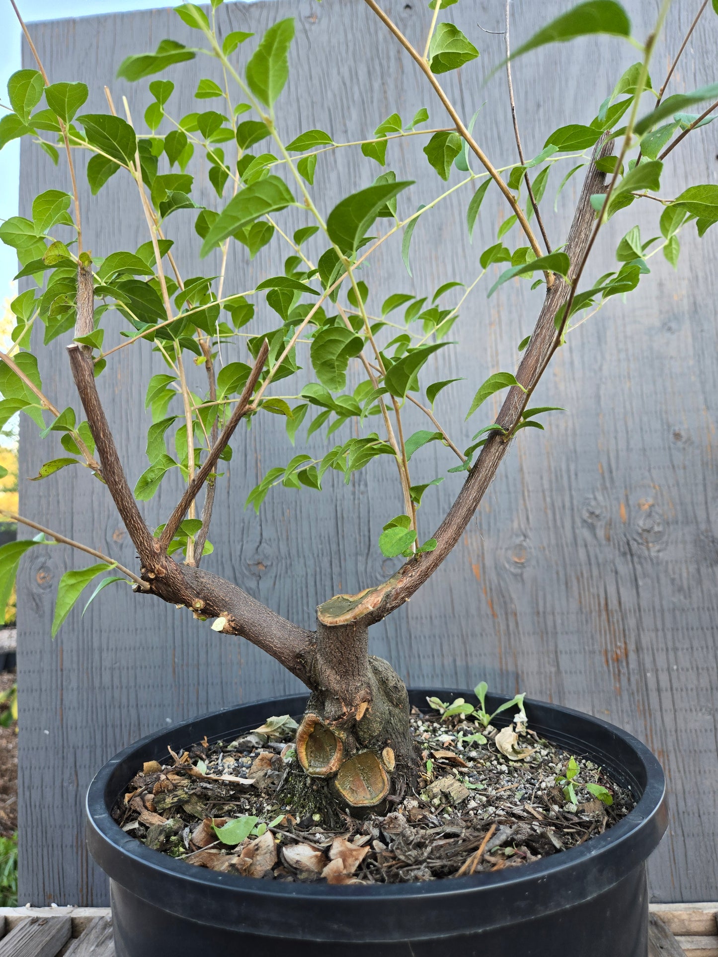 Field grown Formosan Styrax, Form 11