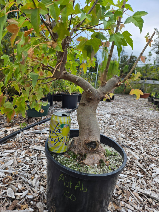 Trident Maple, Acer buergerianum, AutAb20