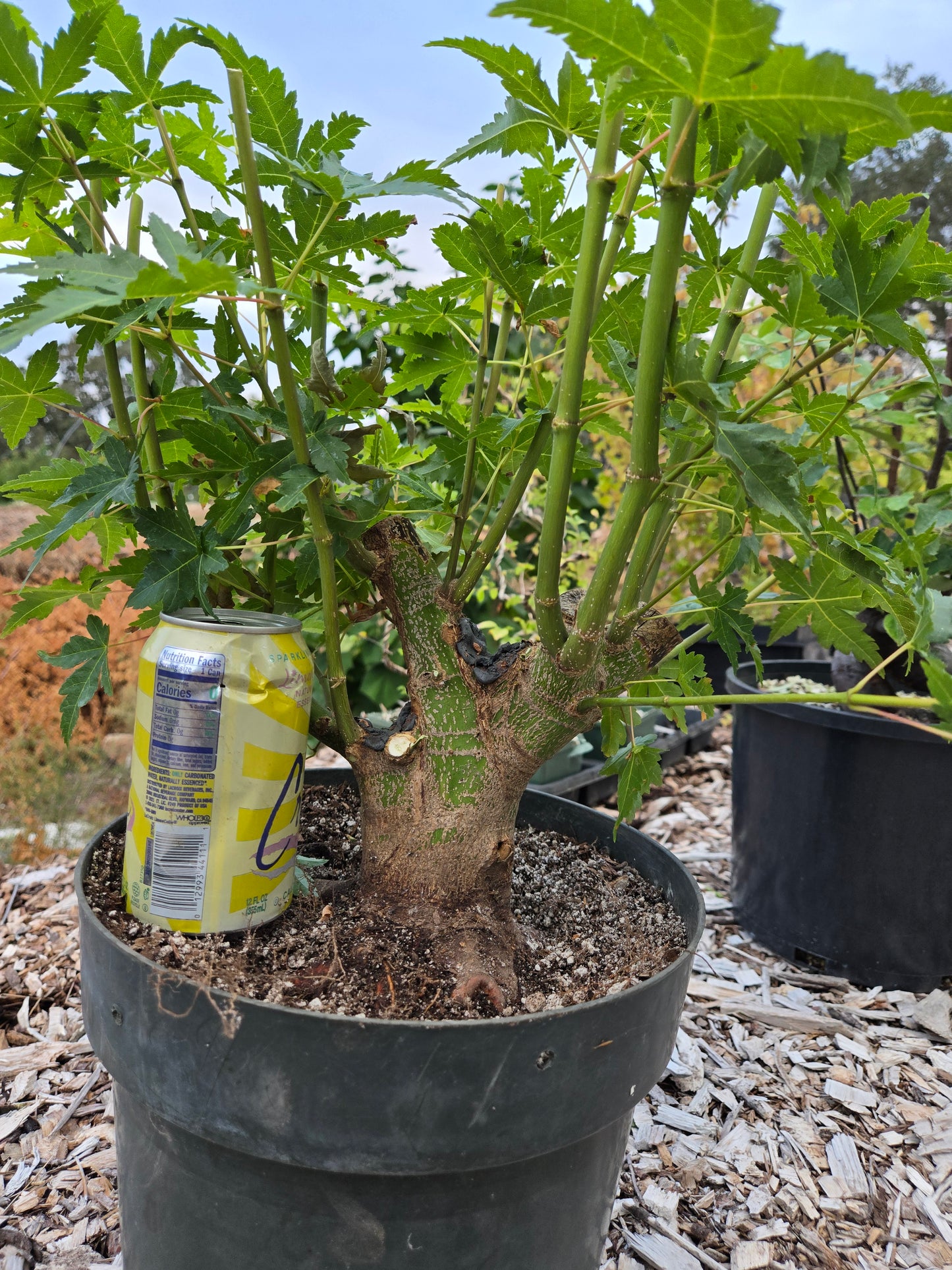 Field Grown Japanese Maple, Acer palmatum. AutAp20