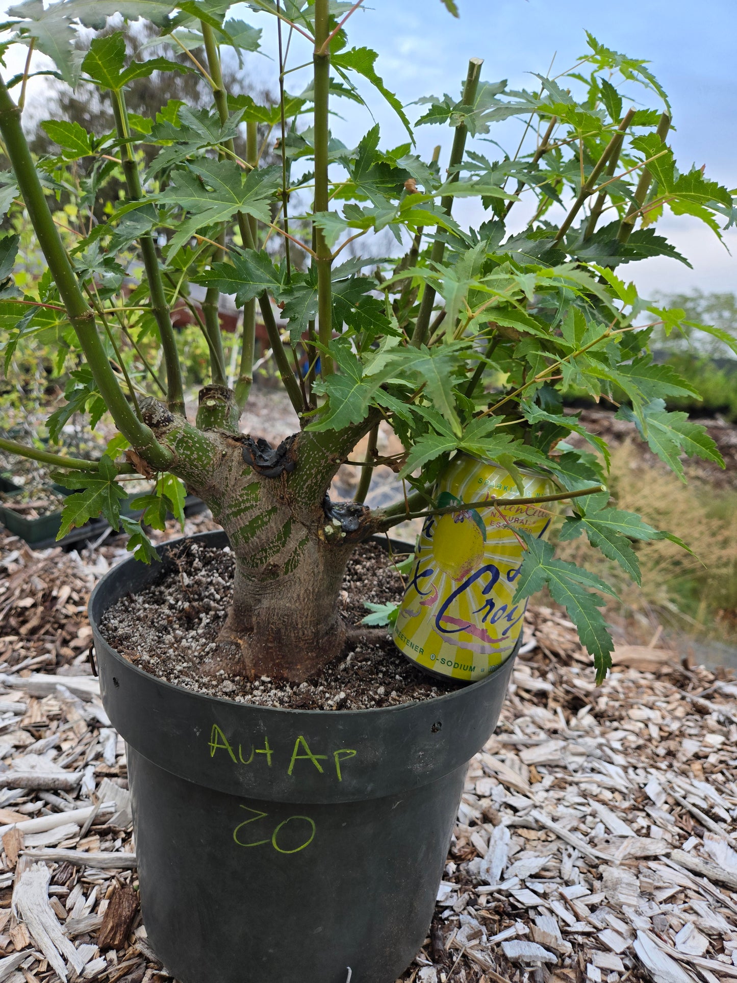 Field Grown Japanese Maple, Acer palmatum. AutAp20