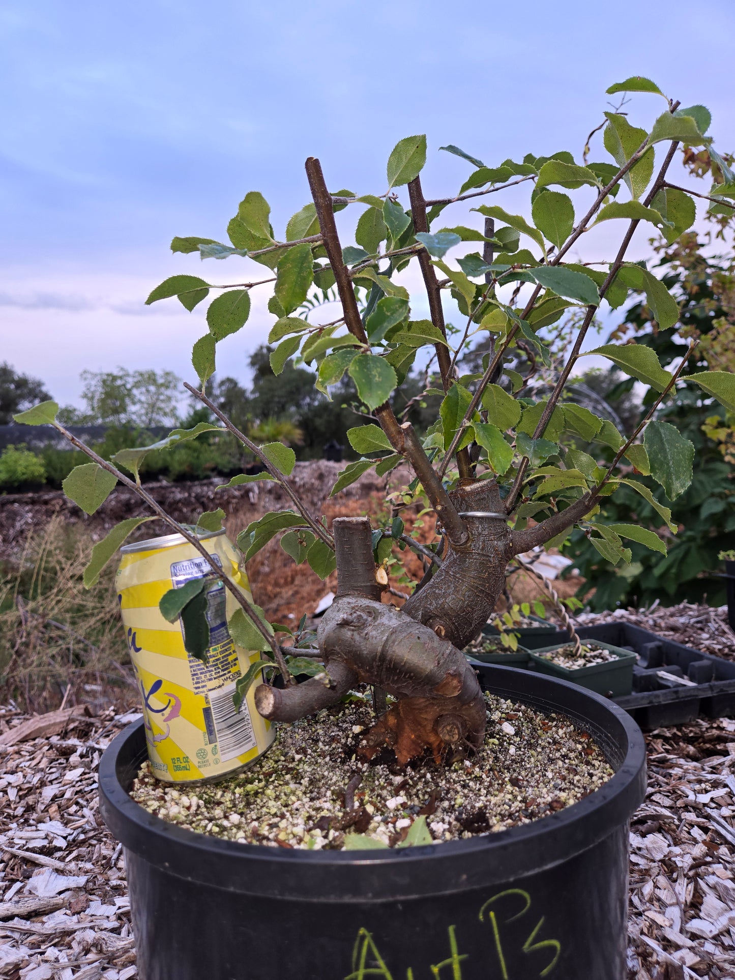 Chinese Quince, Pseudocydonia sinensis,