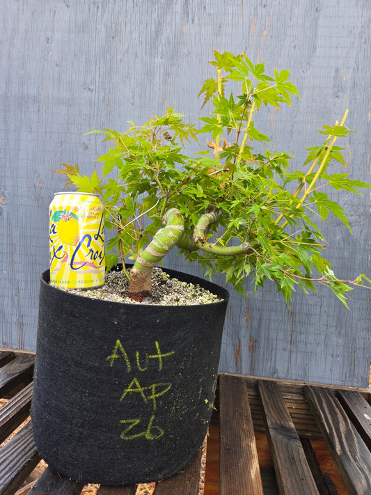 Field Grown Japanese Maple, Acer palmatum. AutAp26