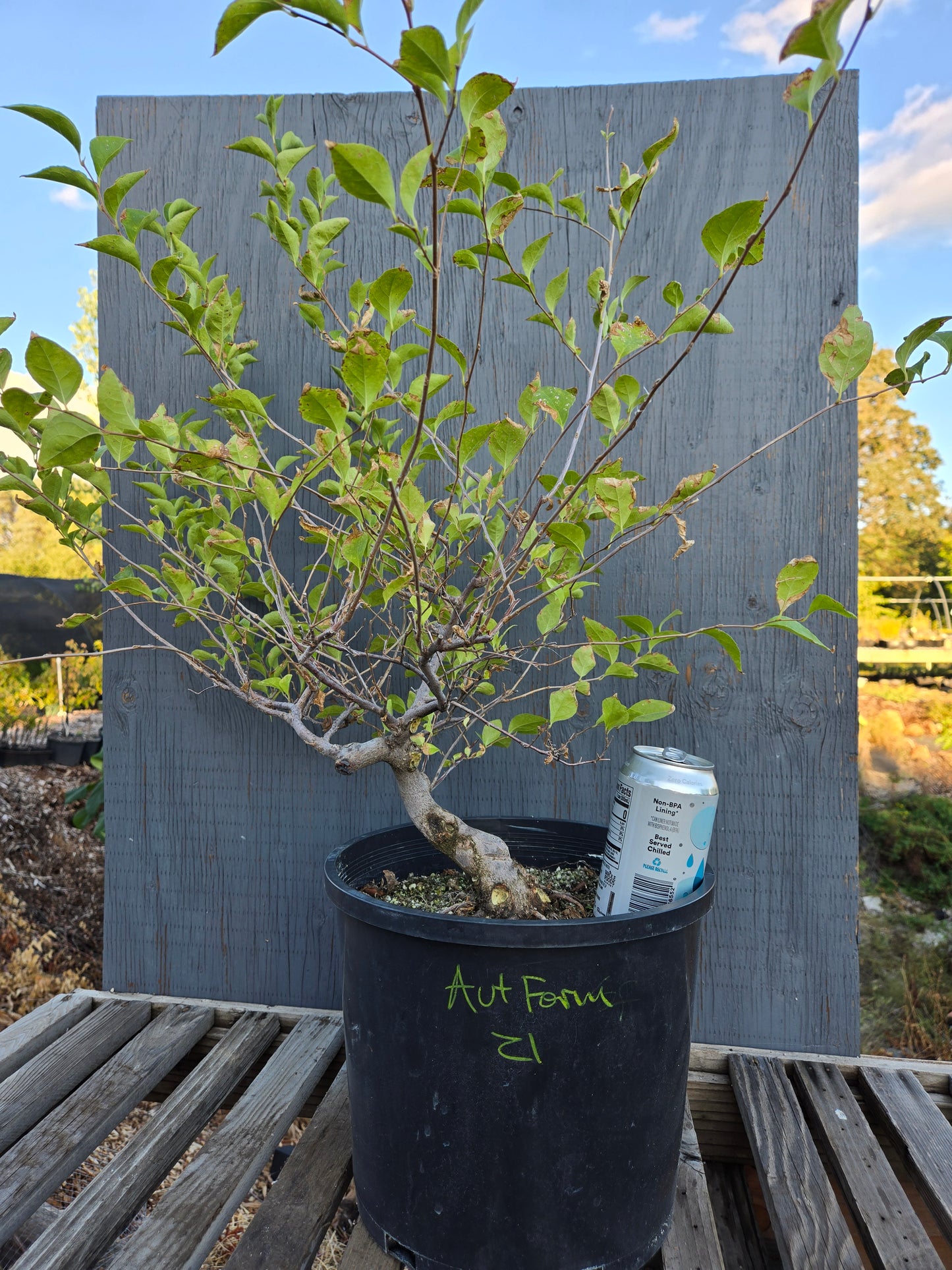 Field grown Formosan Styrax, AutForm21