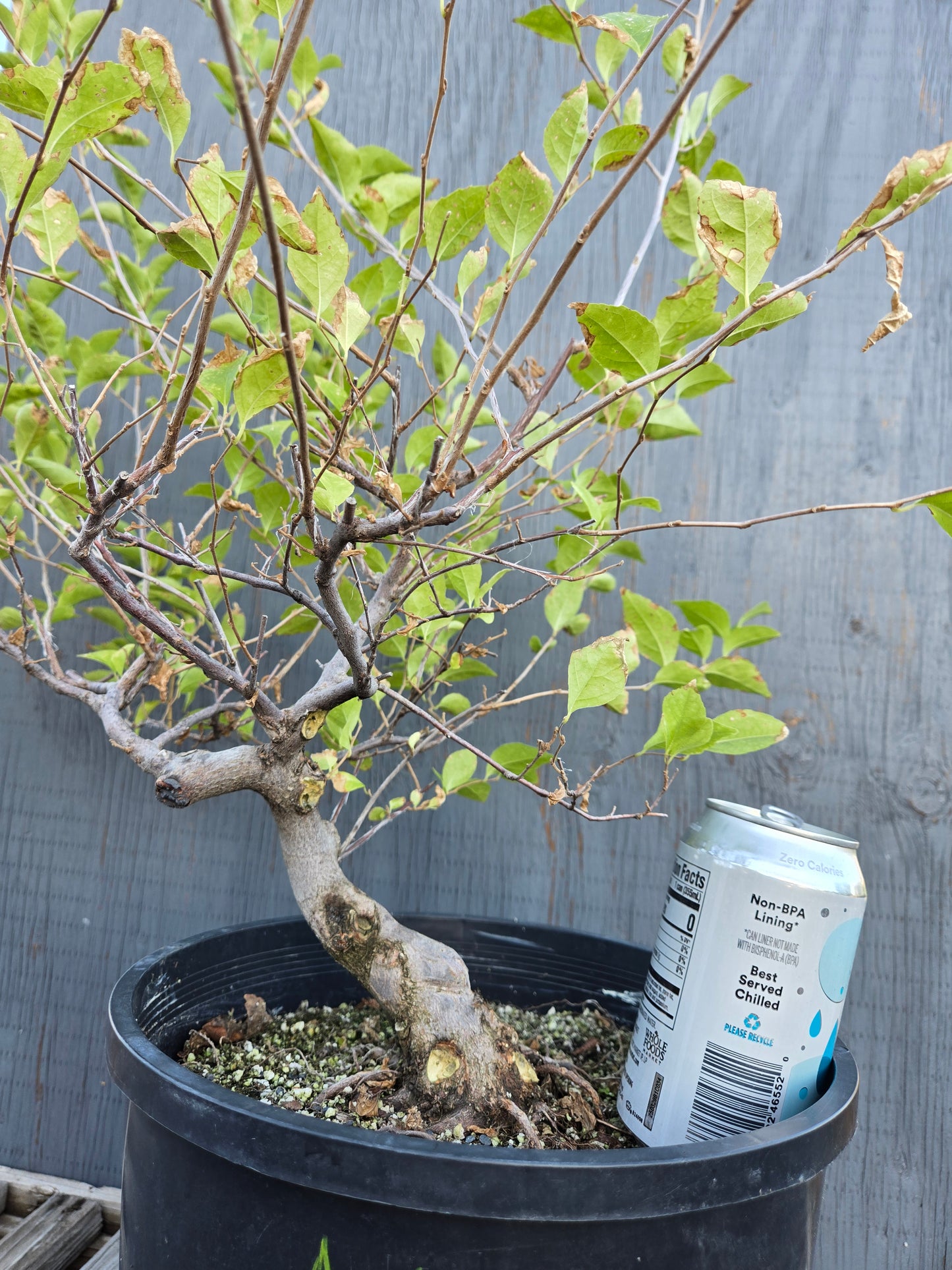 Field grown Formosan Styrax, AutForm21