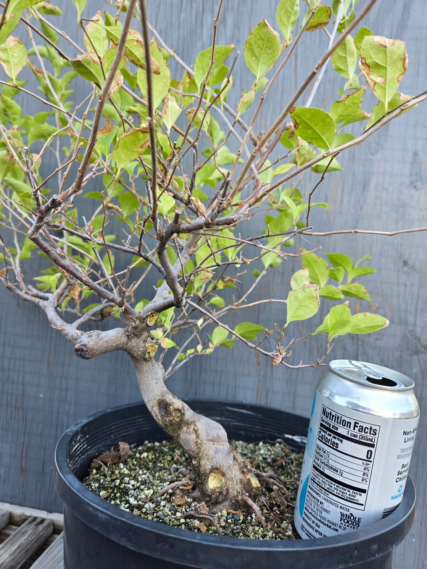 Field grown Formosan Styrax, AutForm21