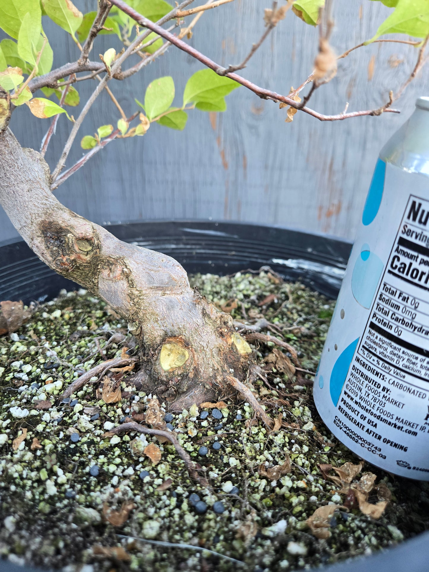 Field grown Formosan Styrax, AutForm21