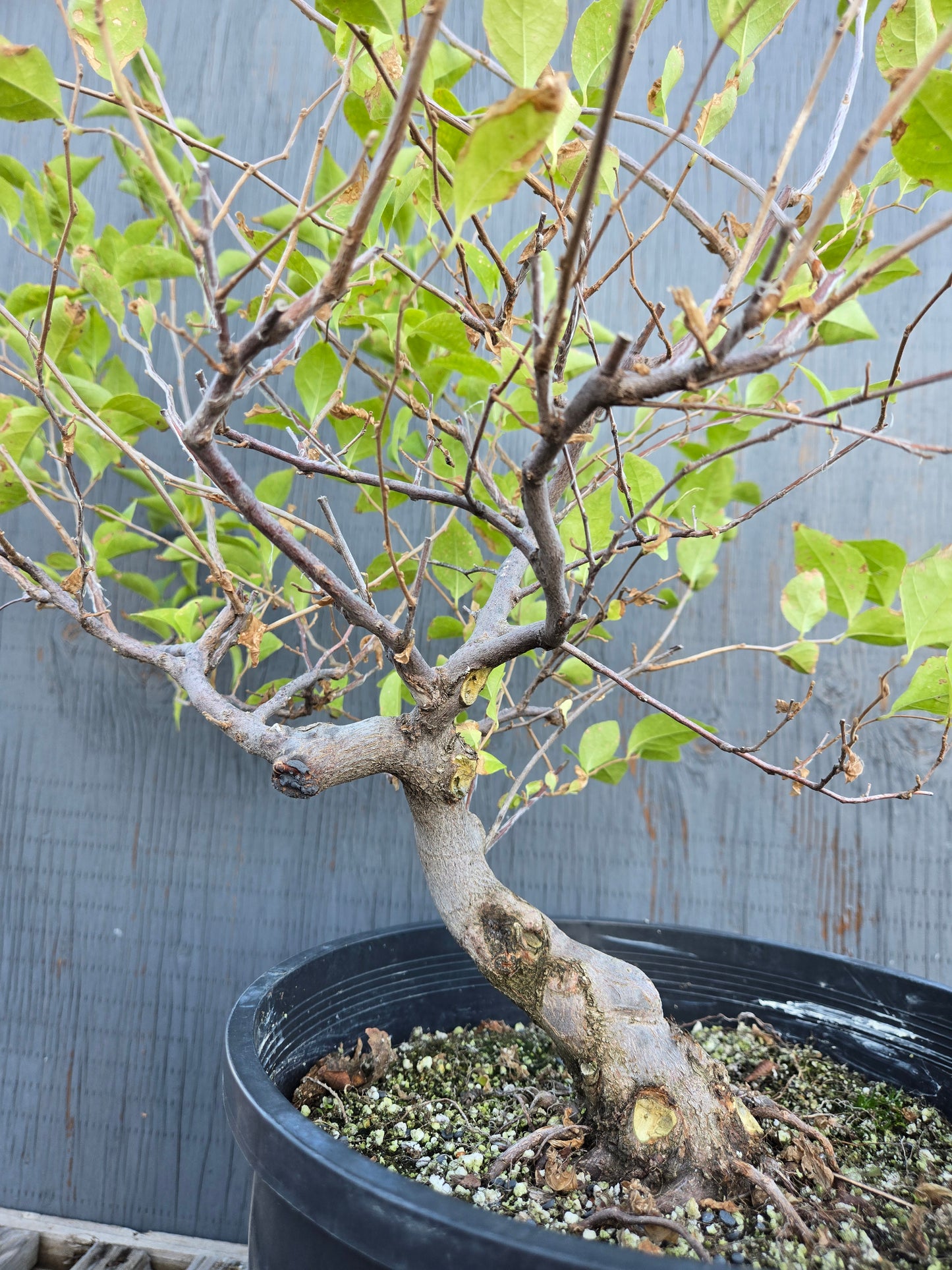 Field grown Formosan Styrax, AutForm21