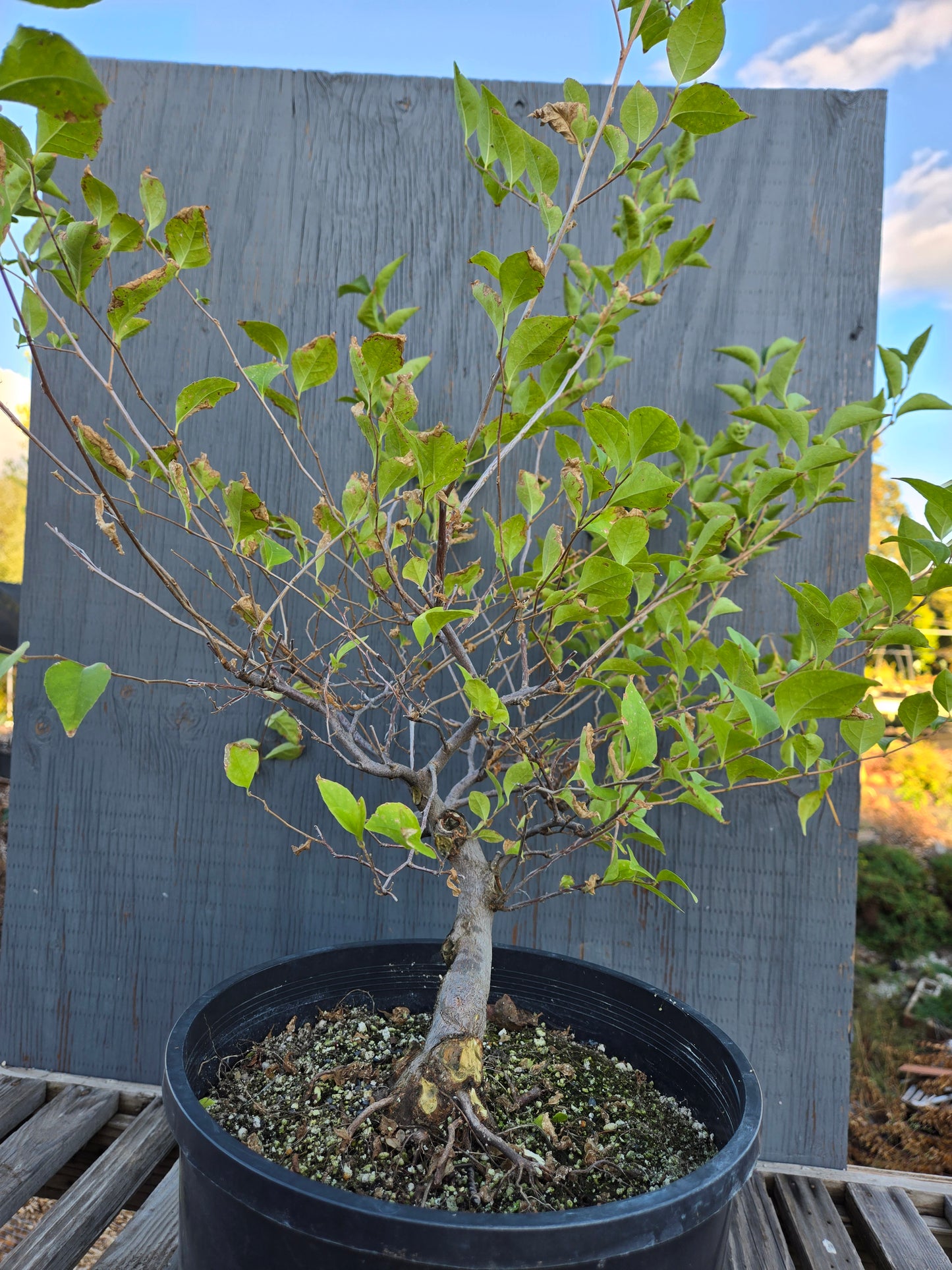 Field grown Formosan Styrax, AutForm21