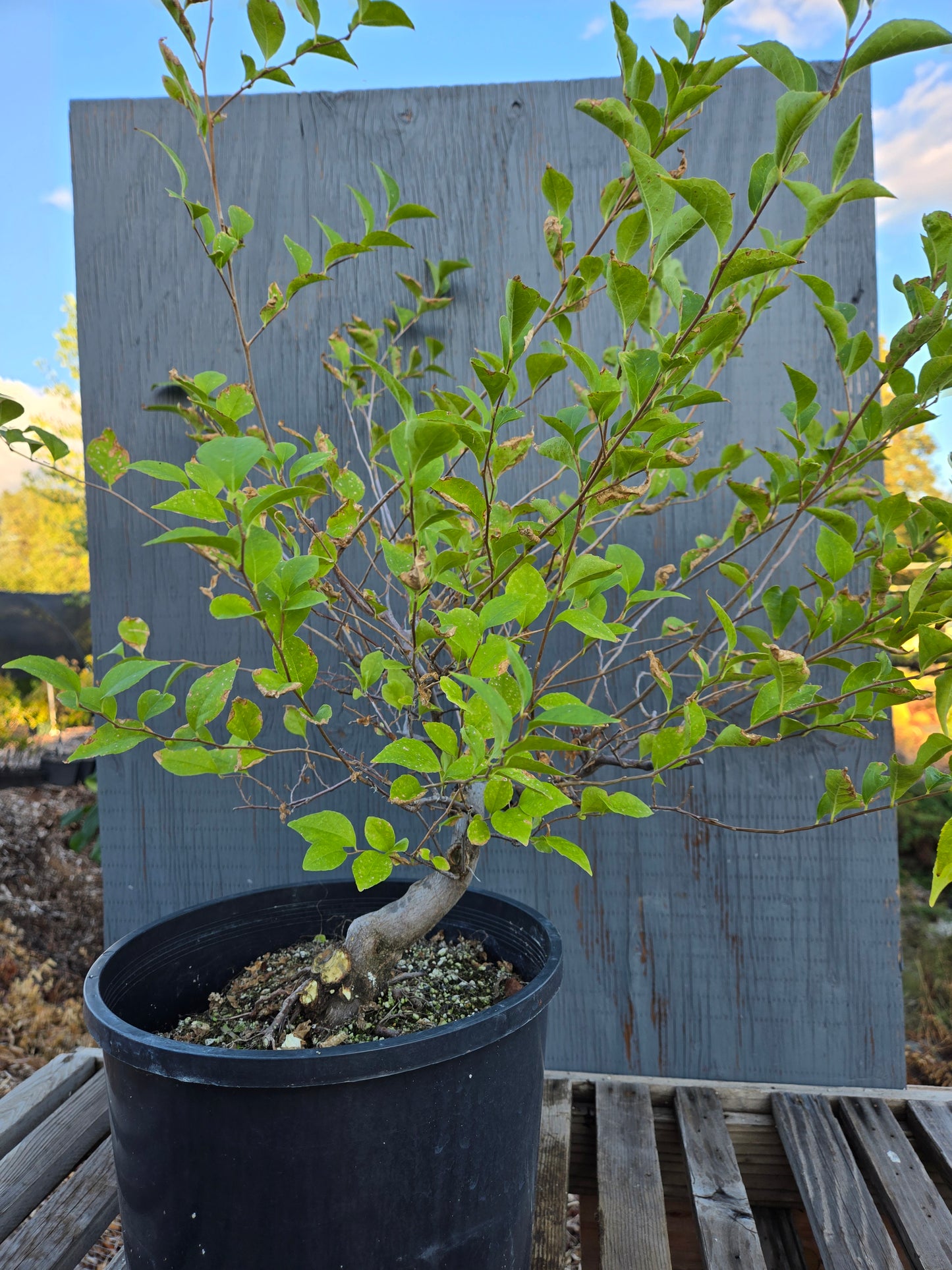 Field grown Formosan Styrax, AutForm21