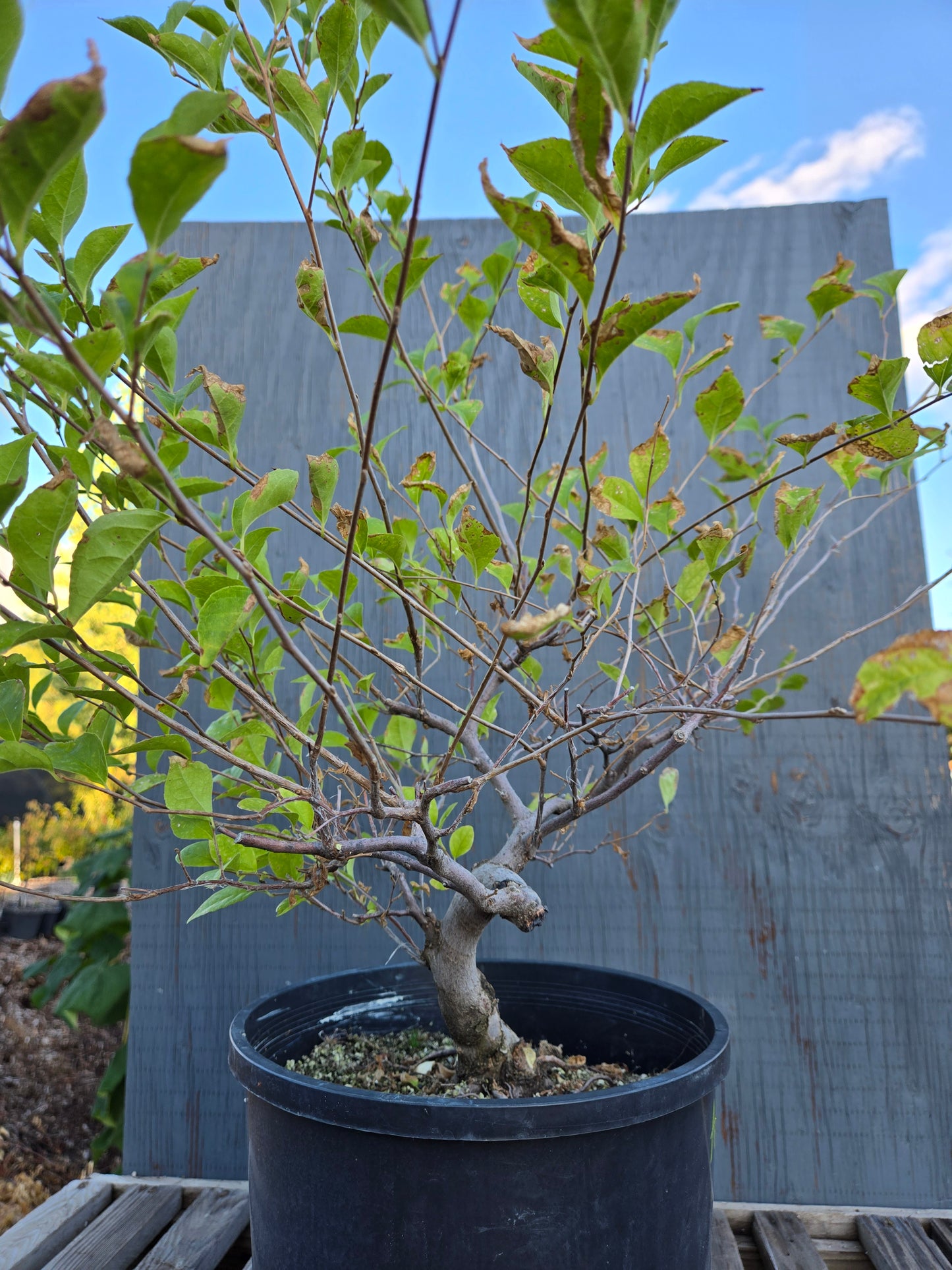 Field grown Formosan Styrax, AutForm21