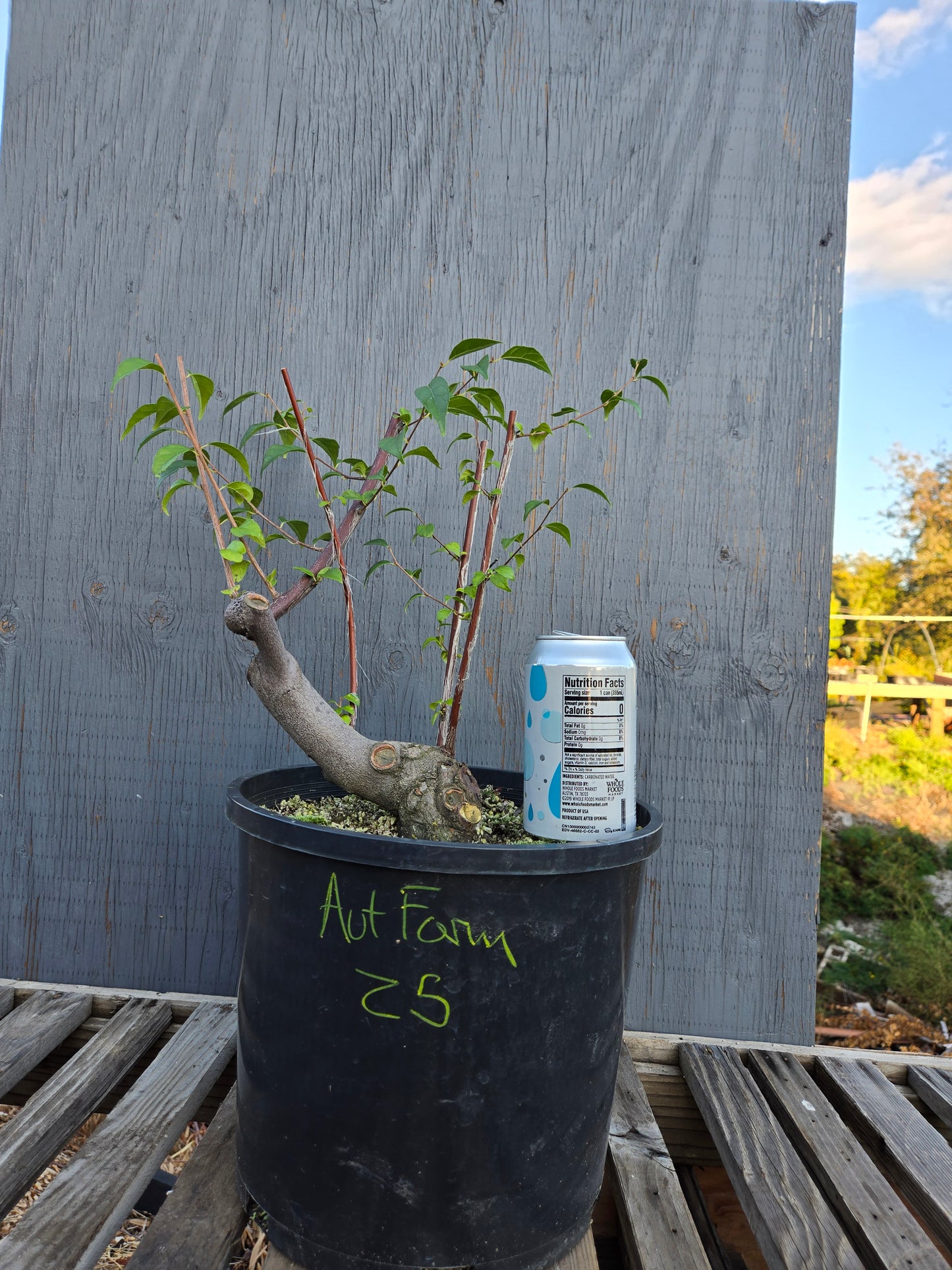 Field grown Formosan Styrax, AutForm 25