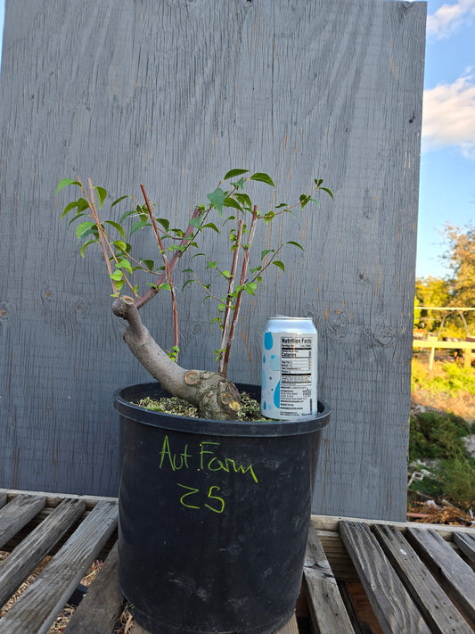 Field grown Formosan Styrax, AutForm 25