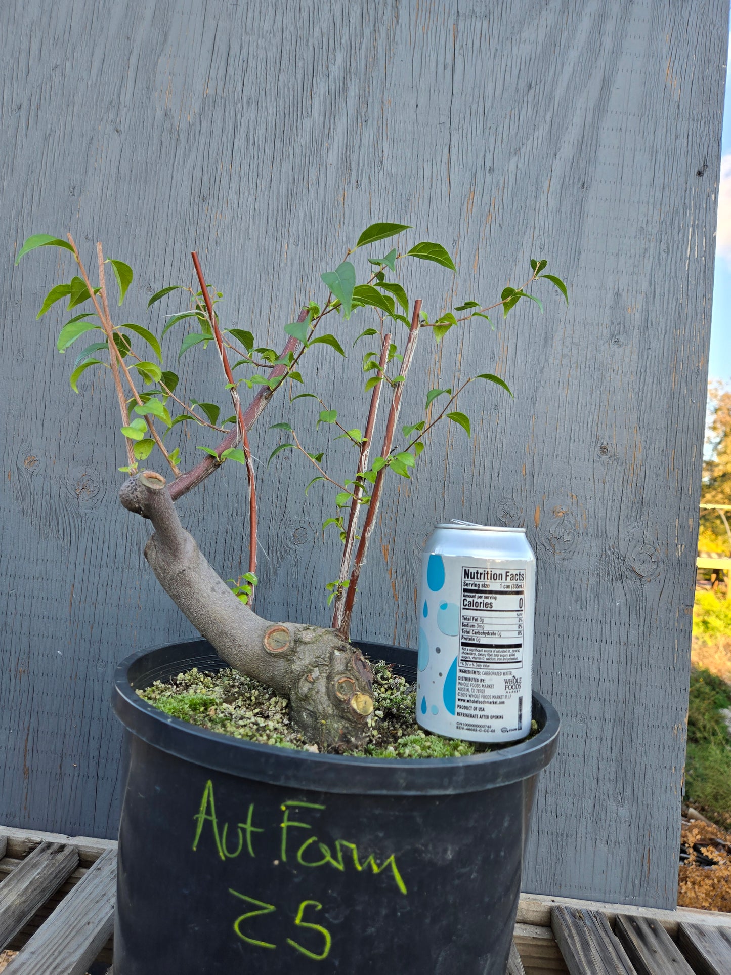 Field grown Formosan Styrax, AutForm 25