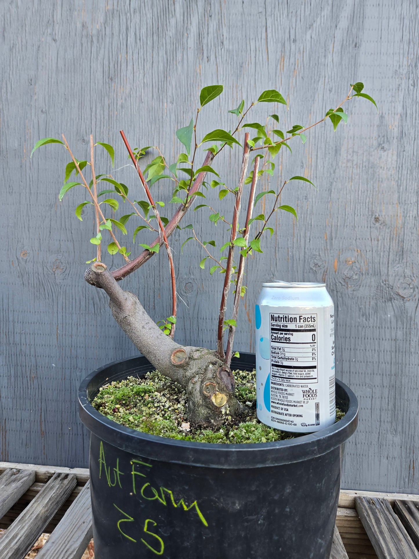 Field grown Formosan Styrax, AutForm 25