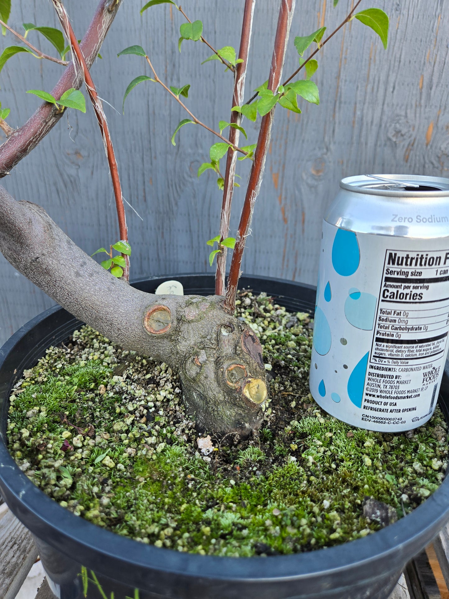 Field grown Formosan Styrax, AutForm 25