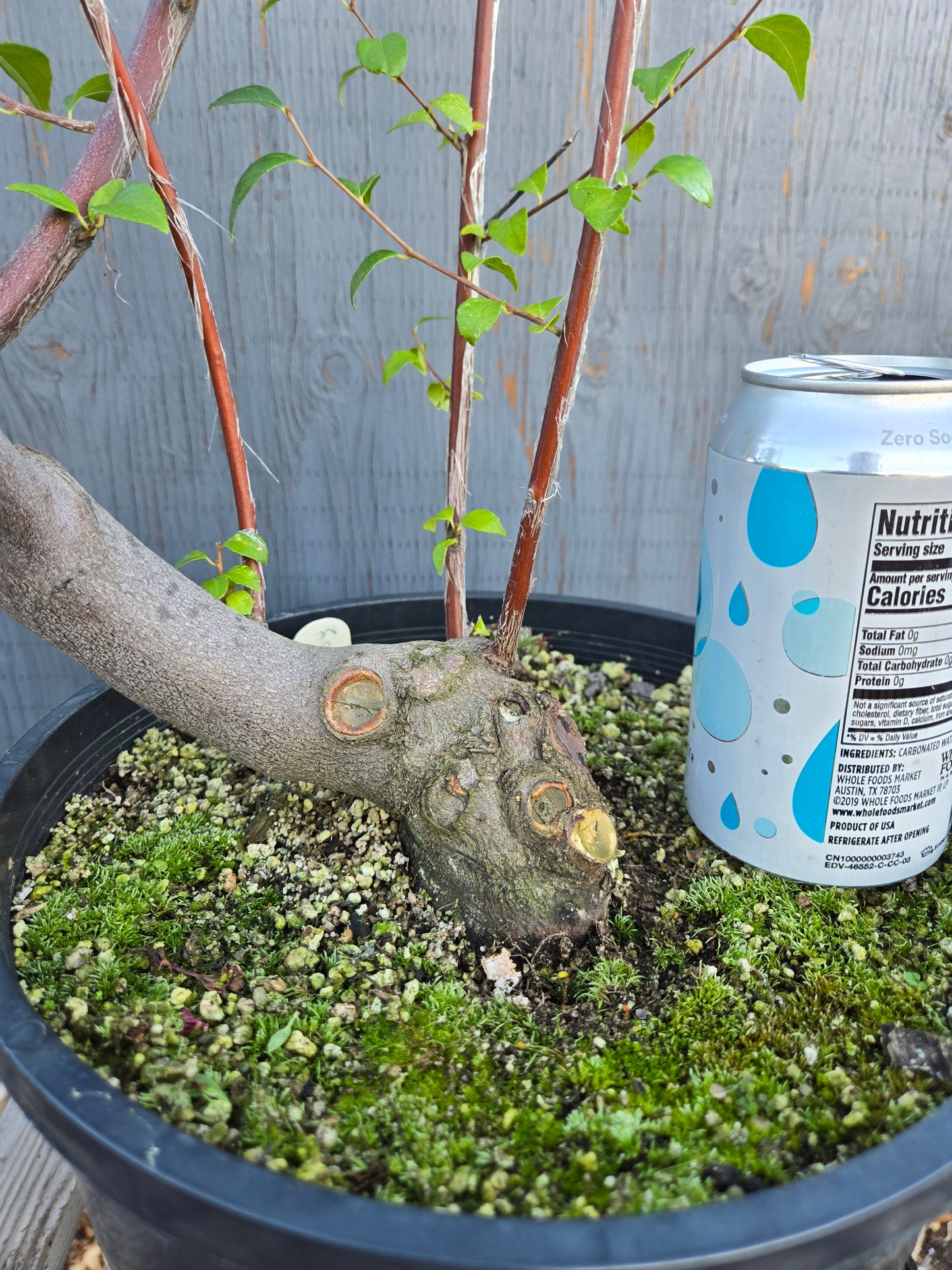 Field grown Formosan Styrax, AutForm 25