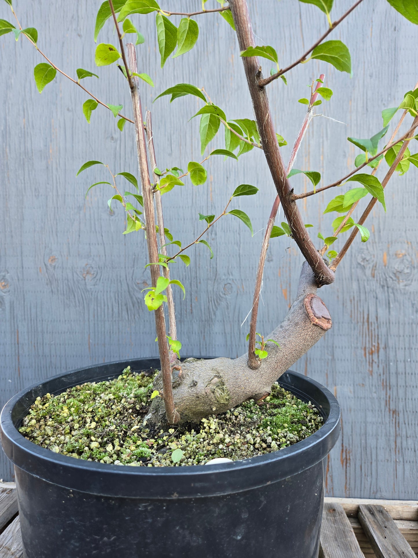Field grown Formosan Styrax, AutForm 25