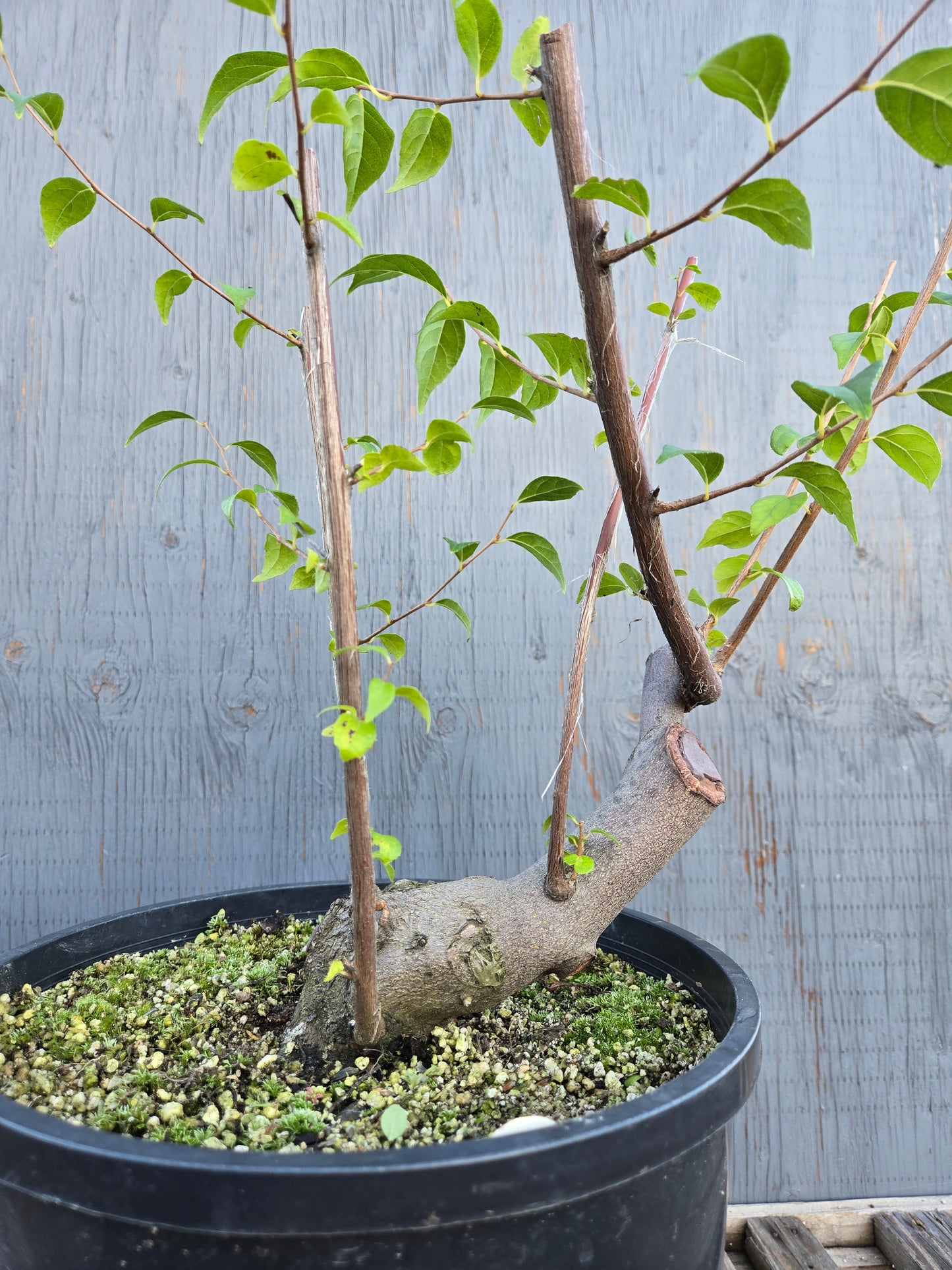 Field grown Formosan Styrax, AutForm 25